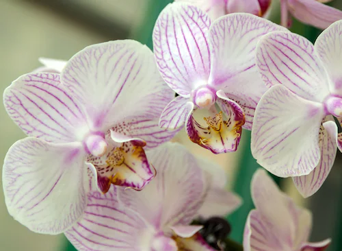 Papermoon Fototapete »White Orchid« günstig online kaufen