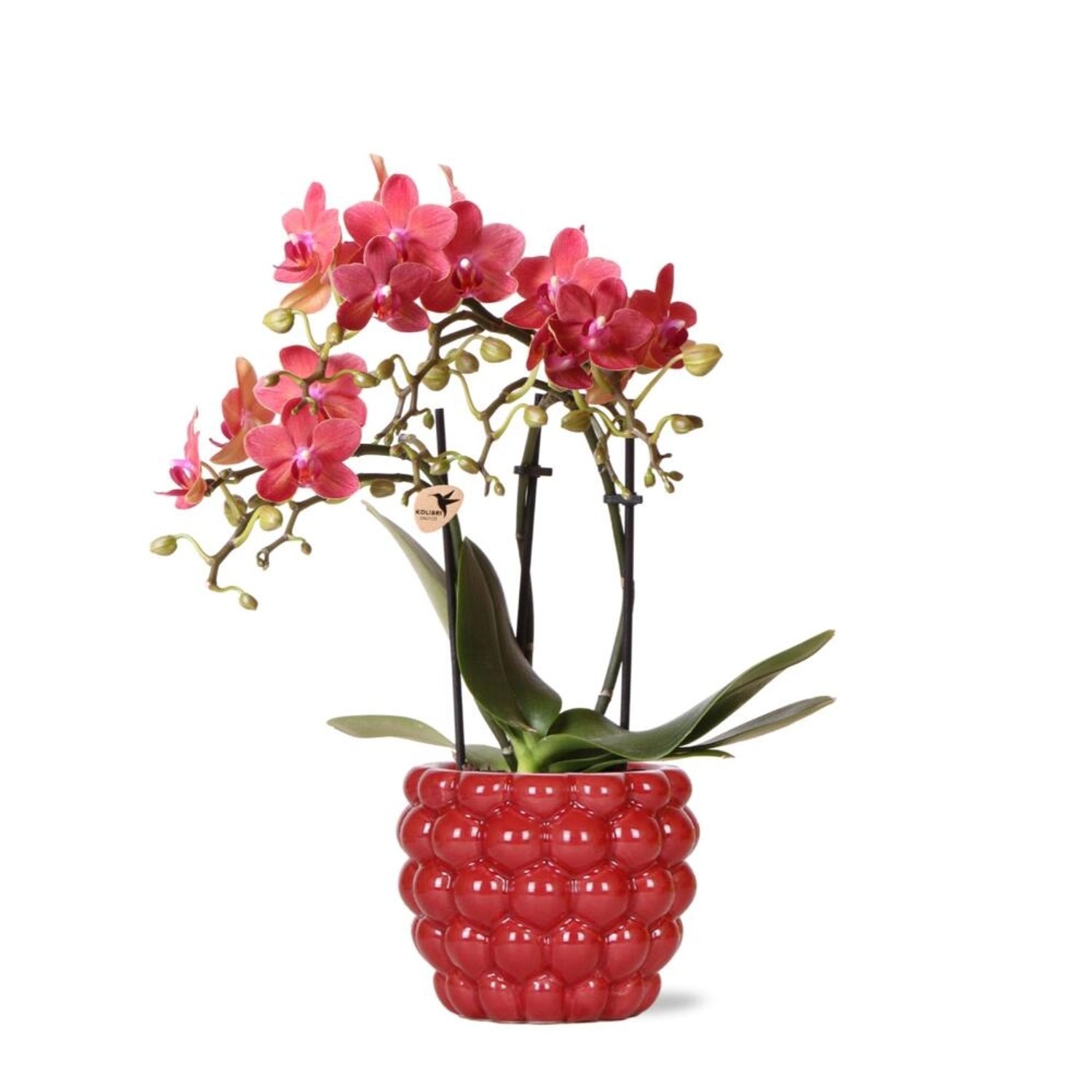 Kolibri Orchids Rote Phalaenopsis Orchidee Kongo & Beeren Ziertopf Topfgröß günstig online kaufen