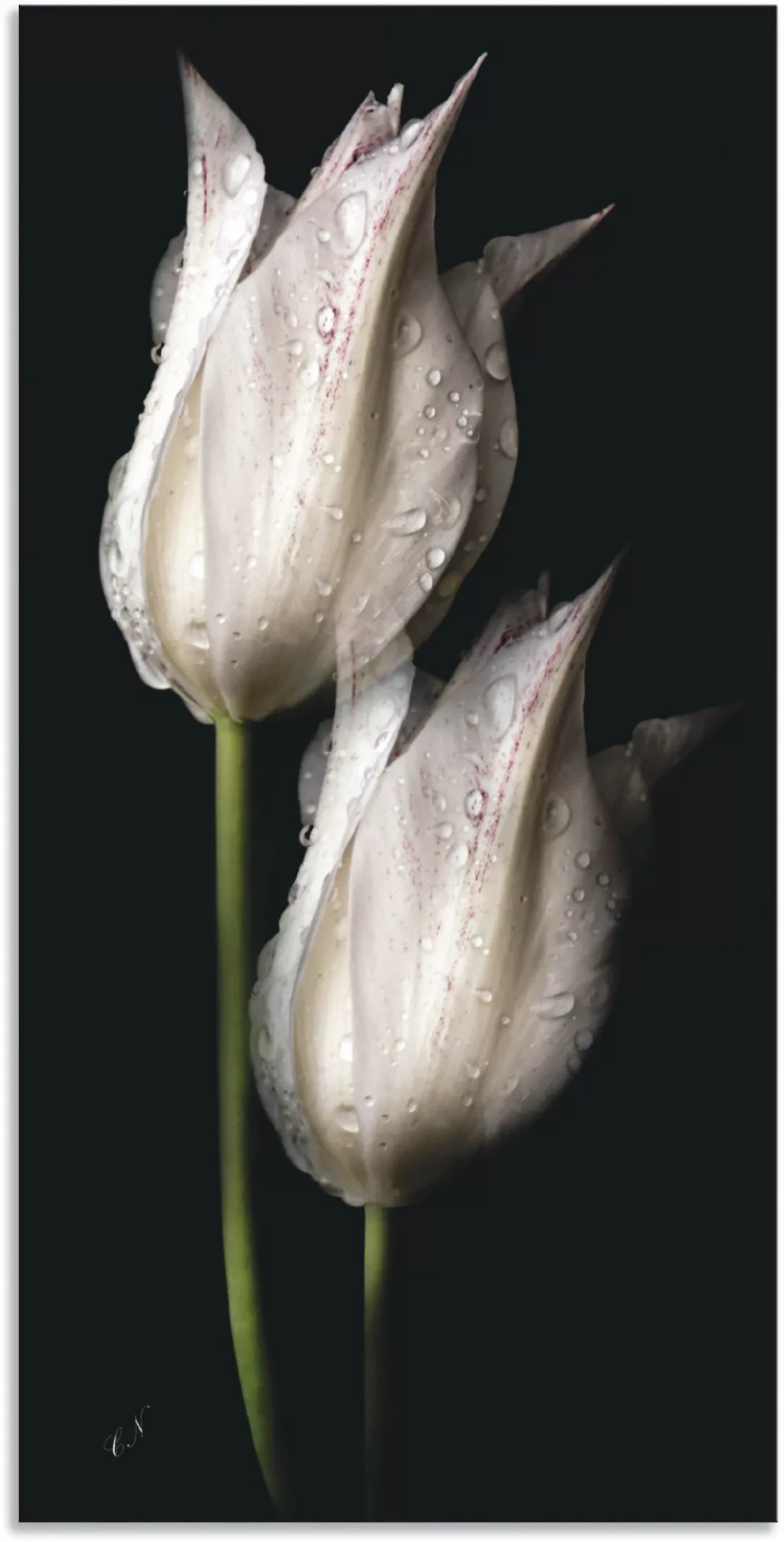 Artland Wandbild "Weiße Tulpen in der Nacht", Blumenbilder, (1 St.), als Al günstig online kaufen