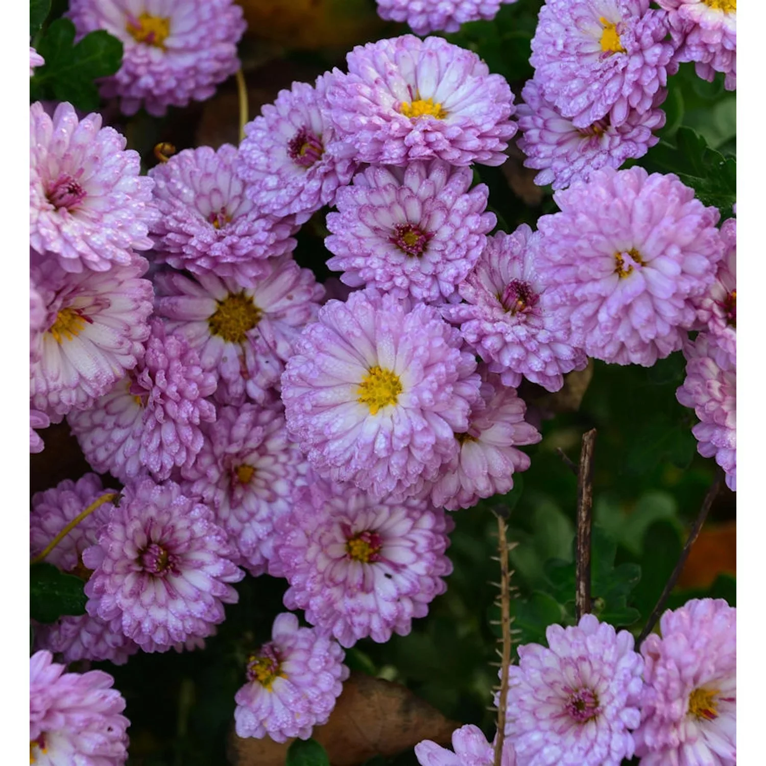 Winteraster Ceddie Mason - Chrysanthemum hortorum günstig online kaufen