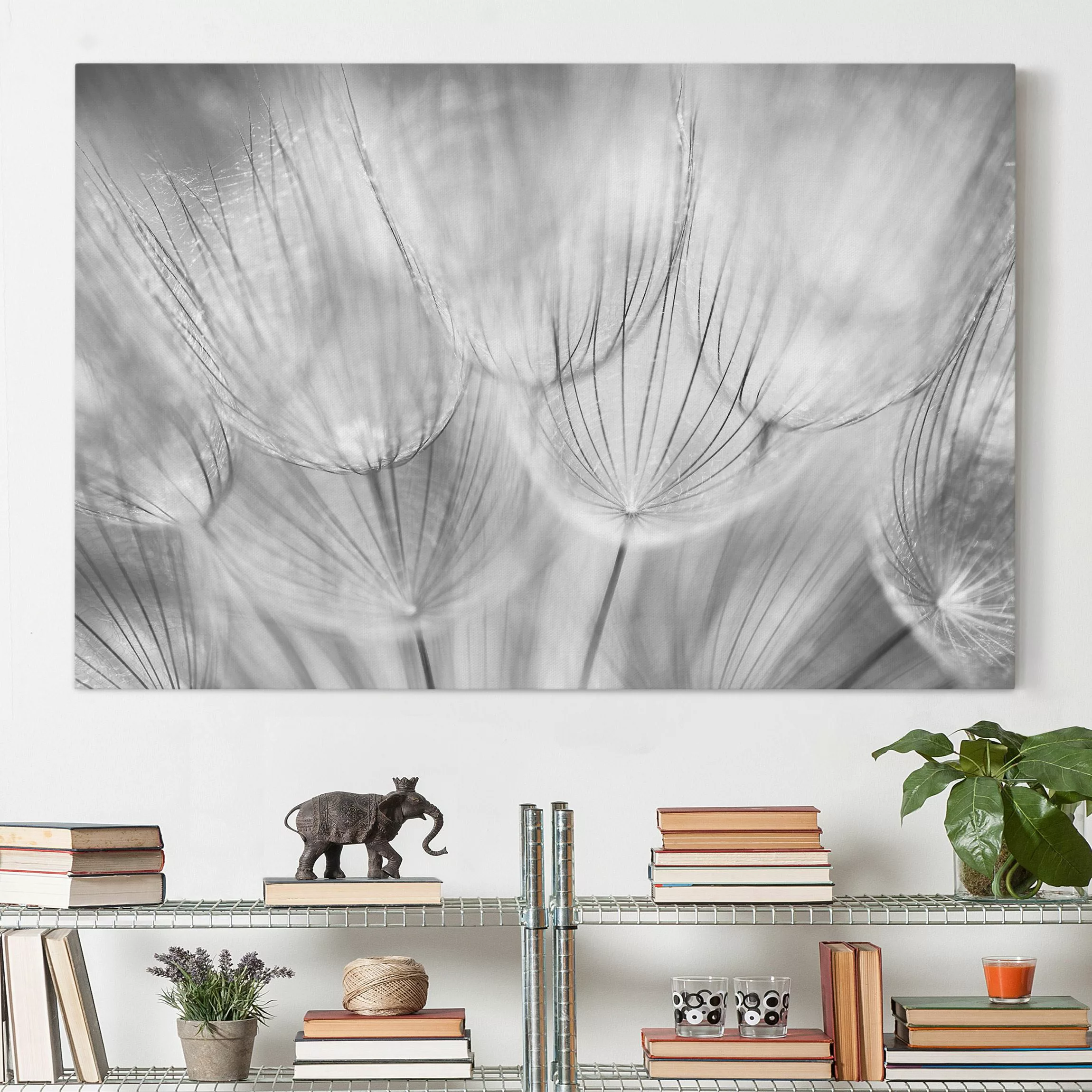 Leinwandbild Blumen - Querformat Pusteblumen Makroaufnahme in schwarz weiss günstig online kaufen