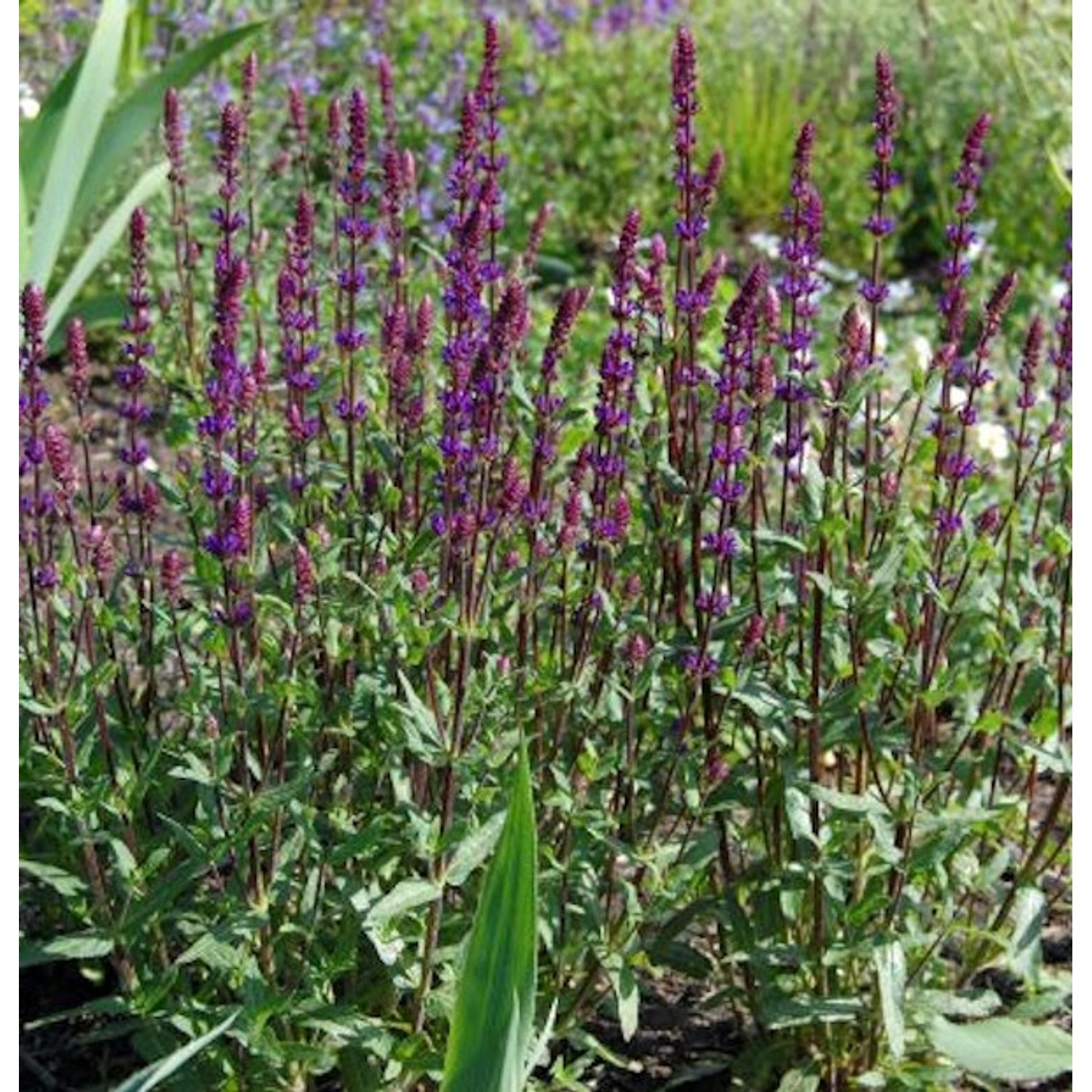 Salbei Caradonna - großer Topf - Salvia nemorosa günstig online kaufen