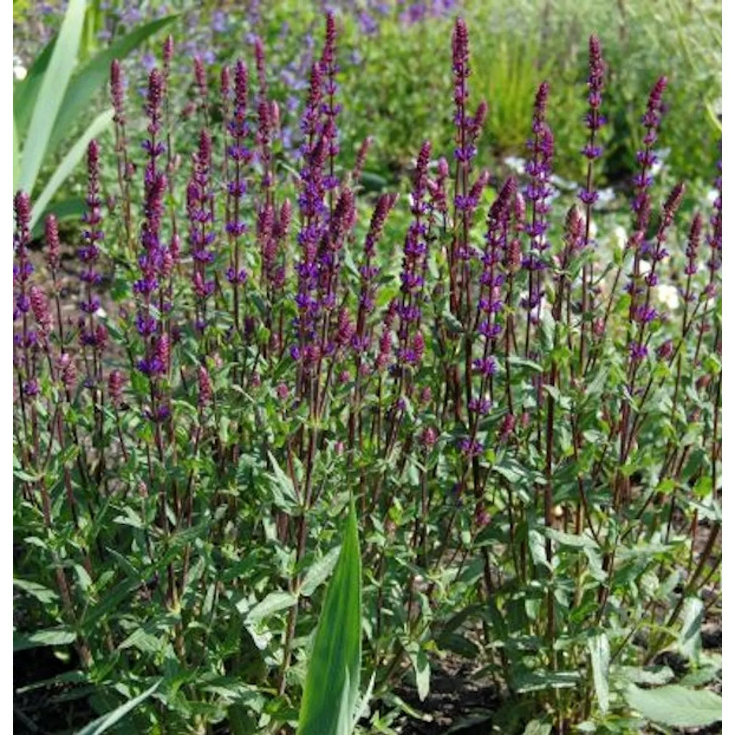 Salbei Caradonna - großer Topf - Salvia nemorosa günstig online kaufen