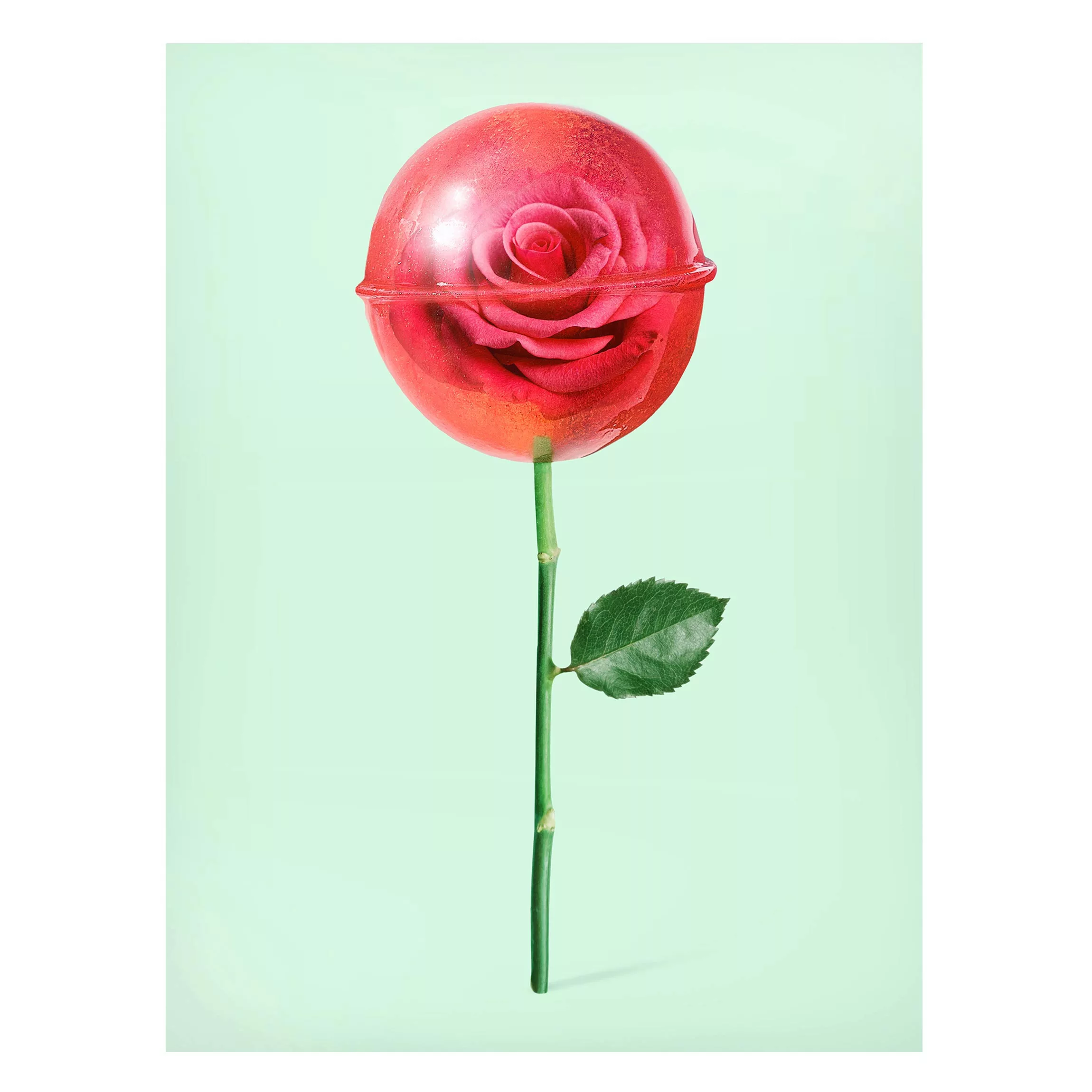 Magnettafel - Hochformat 3:4 Rose mit Lollipop günstig online kaufen