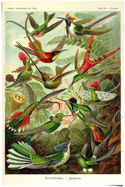 Reinders! Poster »Kolibris Lithografie«, (1 St.) günstig online kaufen