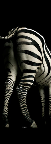 Architects Paper Fototapete »Zebra«, Zebra Tapete Fototapete Zebra Panel 1, günstig online kaufen