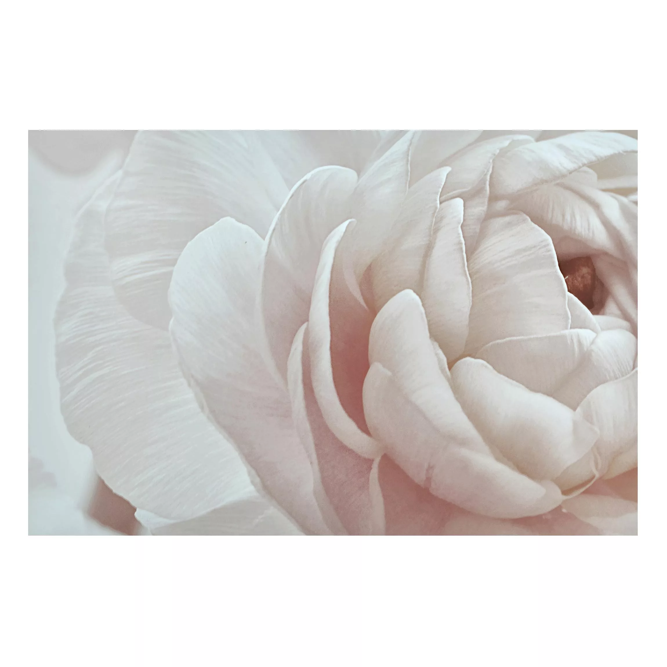 Magnettafel Weiße Blüte im Blütenmeer günstig online kaufen
