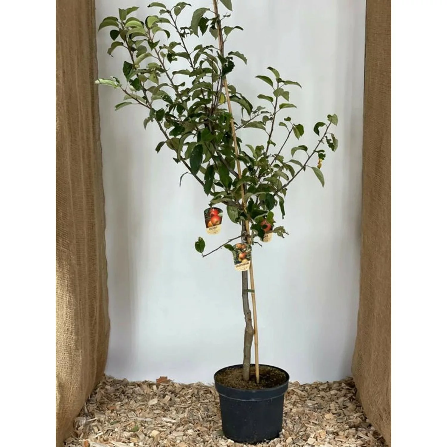 Baumfink Apfel-Familienbaum mit 3 Sorten günstig online kaufen