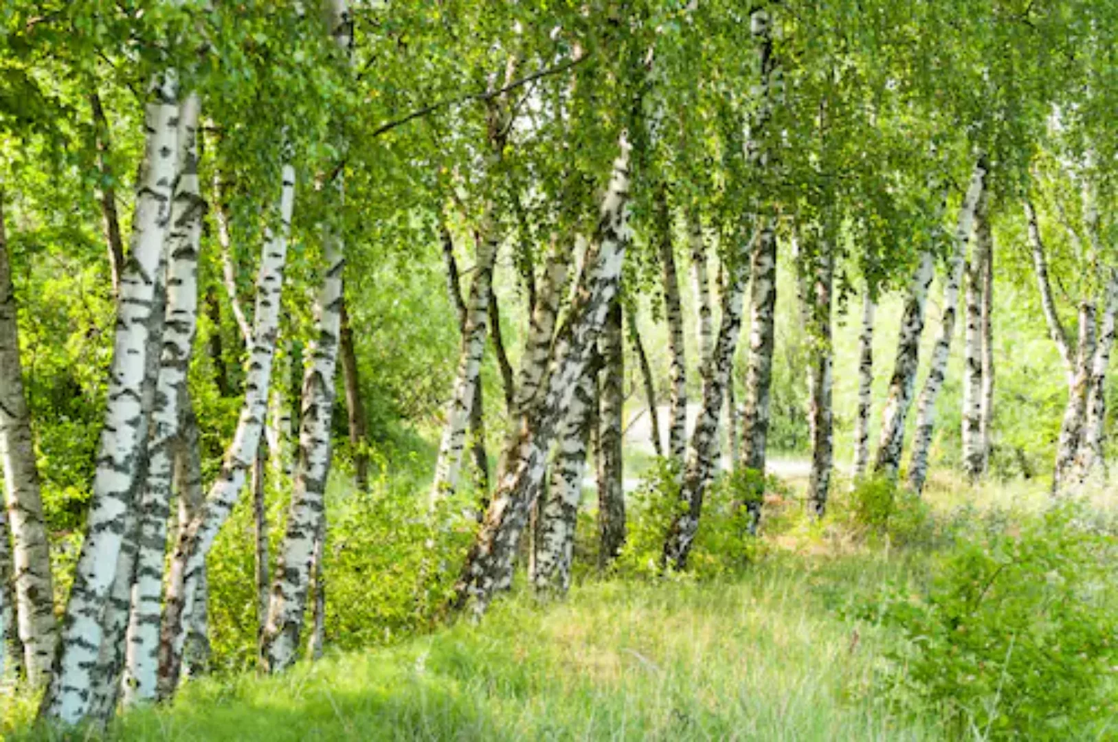 Papermoon Fototapete »Birch Tree Forest« günstig online kaufen