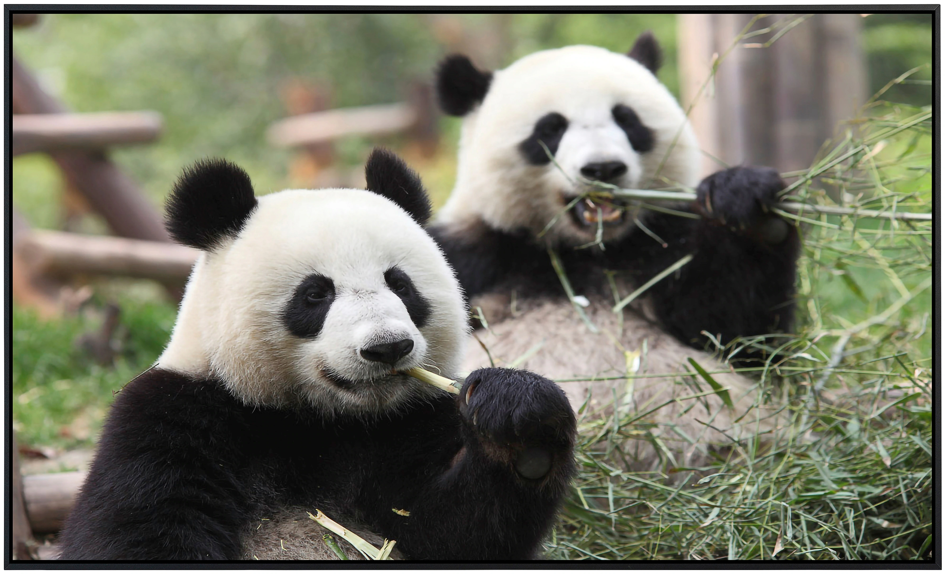 Papermoon Infrarotheizung »Riesige Pandas«, sehr angenehme Strahlungswärme günstig online kaufen