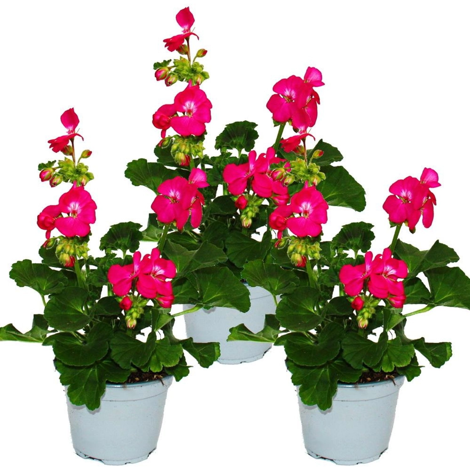 Exotenherz Geranien Stehend Pelargonium Zonale 12cm Topf Set mit 3 Pflanzen günstig online kaufen