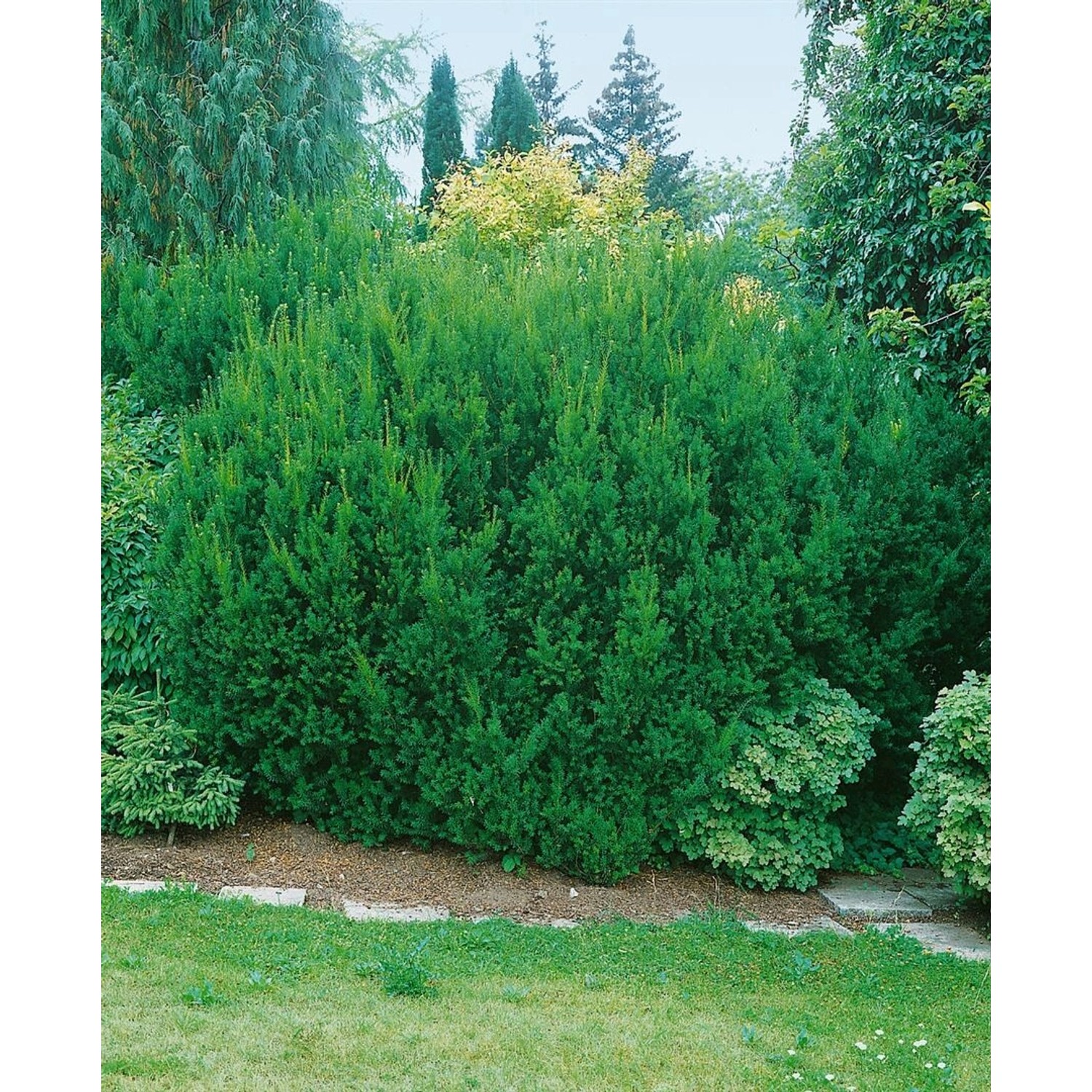 Taxus media 'Hillii' 15-20 cm günstig online kaufen