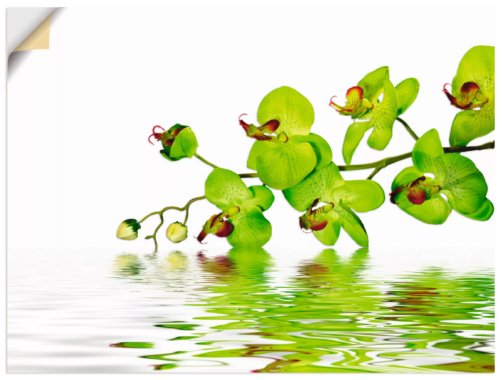 Artland Wandbild "Schöne Orchidee mit grünem Hintergrund", Blumen, (1 St.) günstig online kaufen