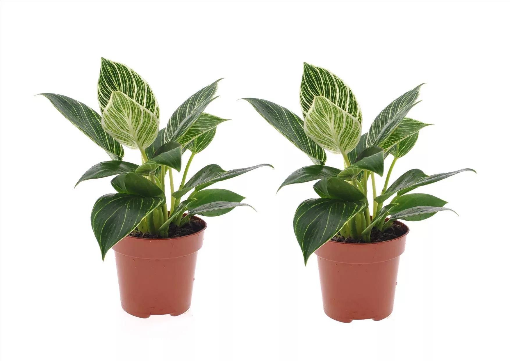 Perfect Plant | Set mit 2 weißen Philodendronwellen günstig online kaufen