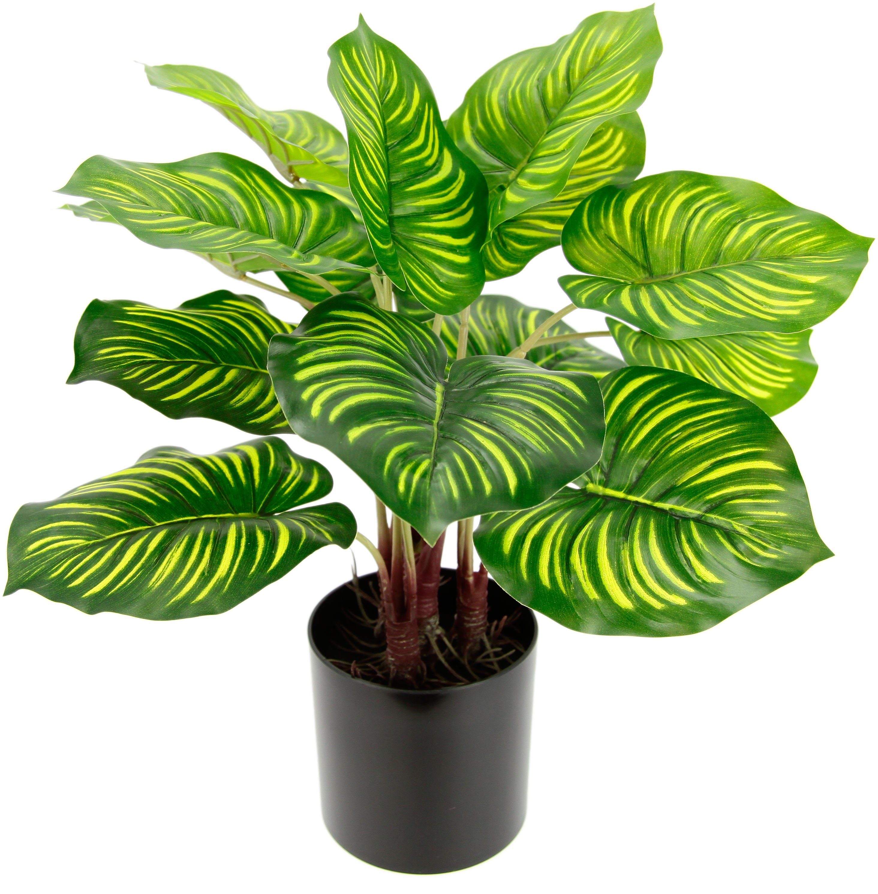 Künstliche Zimmerpflanze Maranthus, I.GE.A., Höhe 40 günstig online kaufen