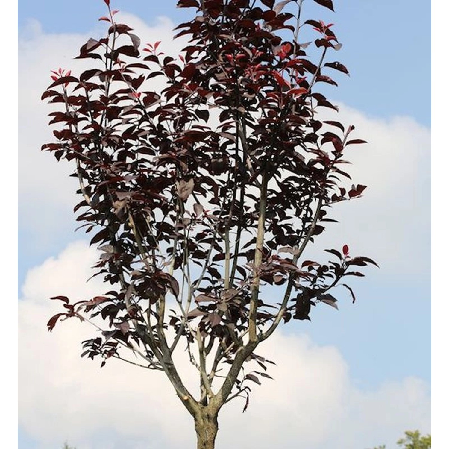 Hochstamm Blutpflaume 100-125cm - Prunus cerasifera günstig online kaufen