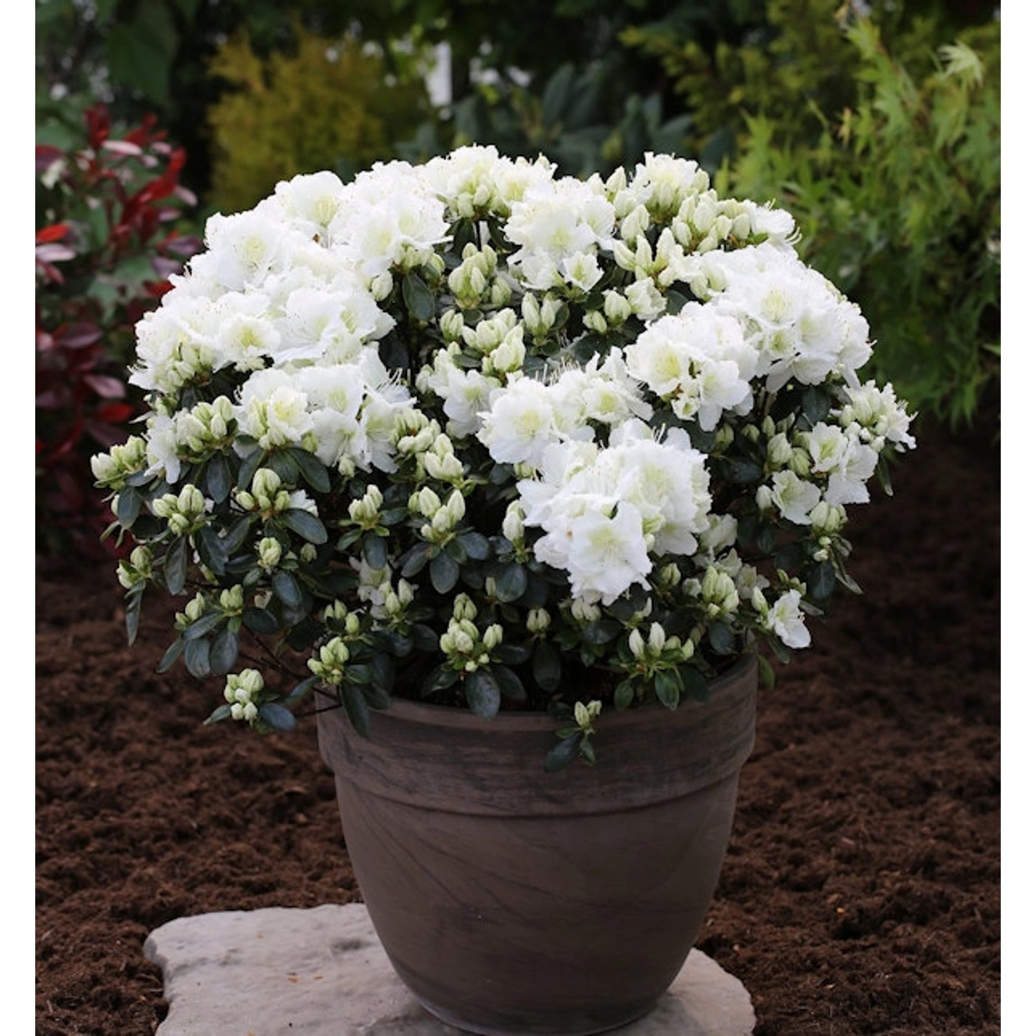 Japanische Azalee Feenkissen 20-25cm - Rhododendron obtusum - Zwerg Alpenro günstig online kaufen