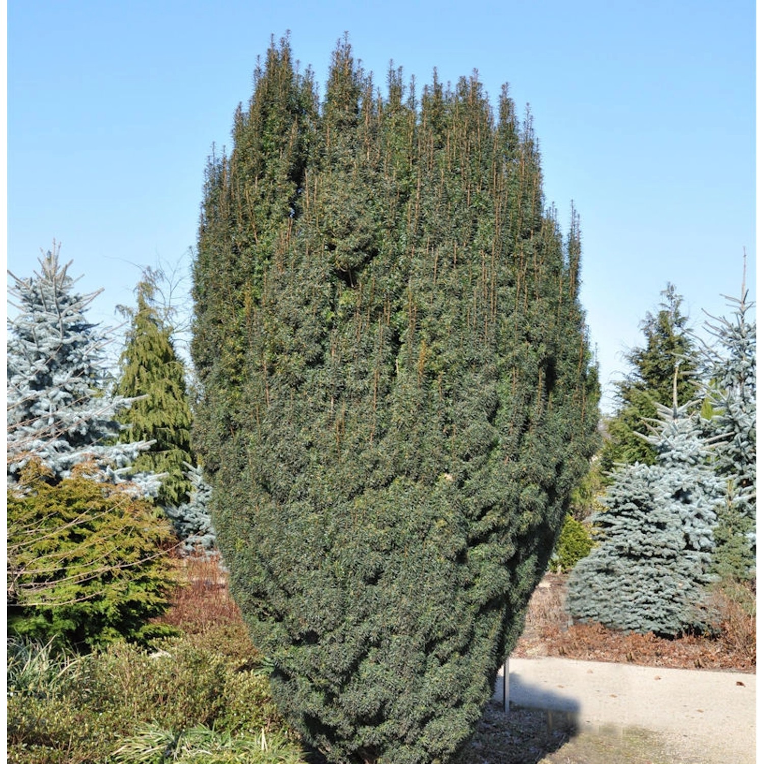 Schlanke Säulen Eibe Litfaß 40-50cm - Taxus baccata günstig online kaufen