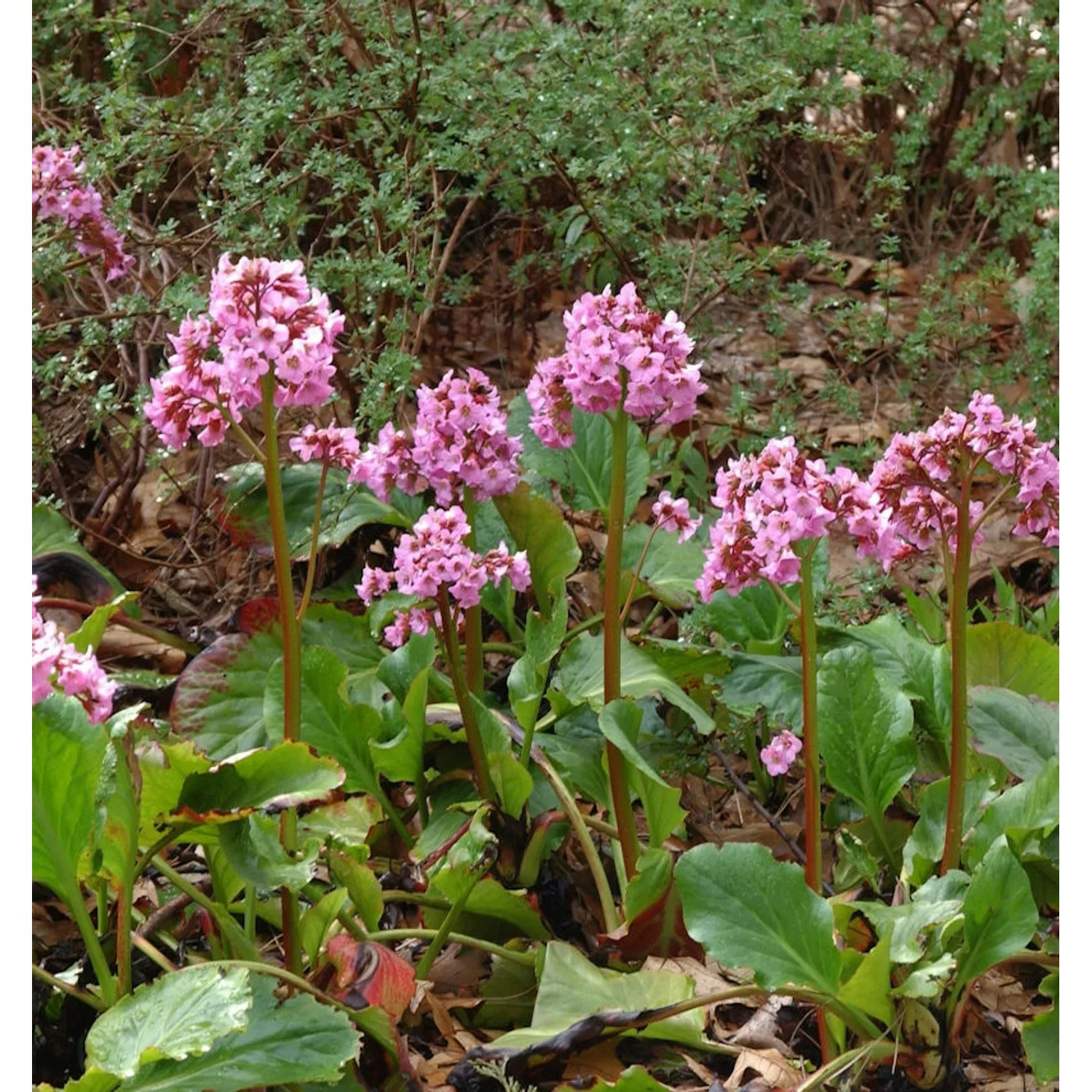 Bergenie Pink Dragonfly - Bergenia cordifolia günstig online kaufen