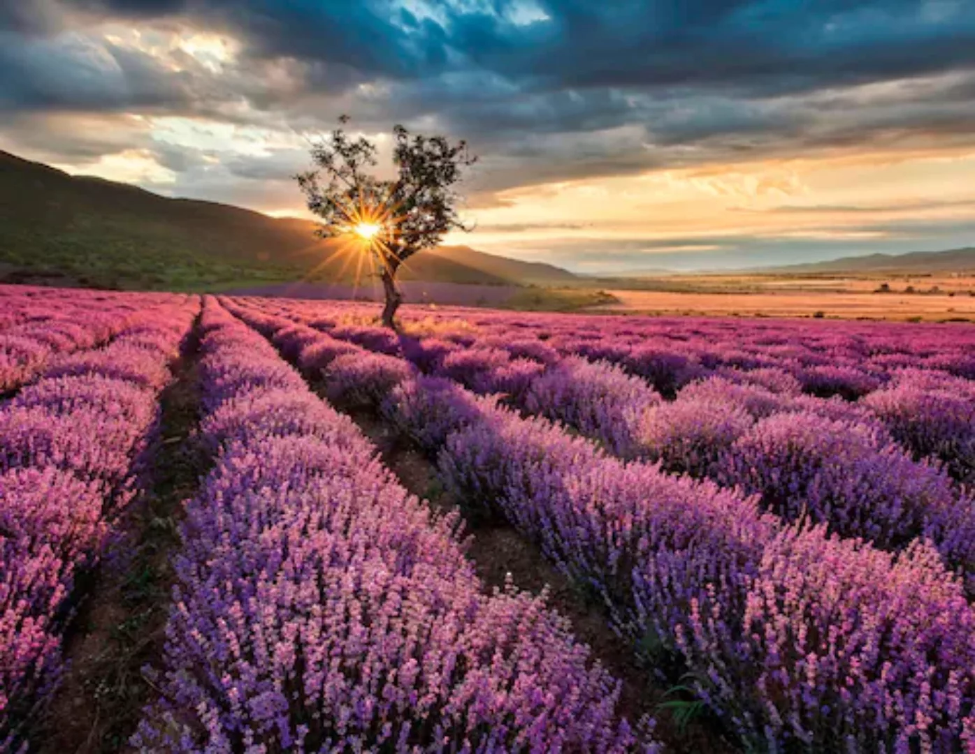 Fototapete "Lavendelfeld" 3,36x2,60 m / Vlies günstig online kaufen