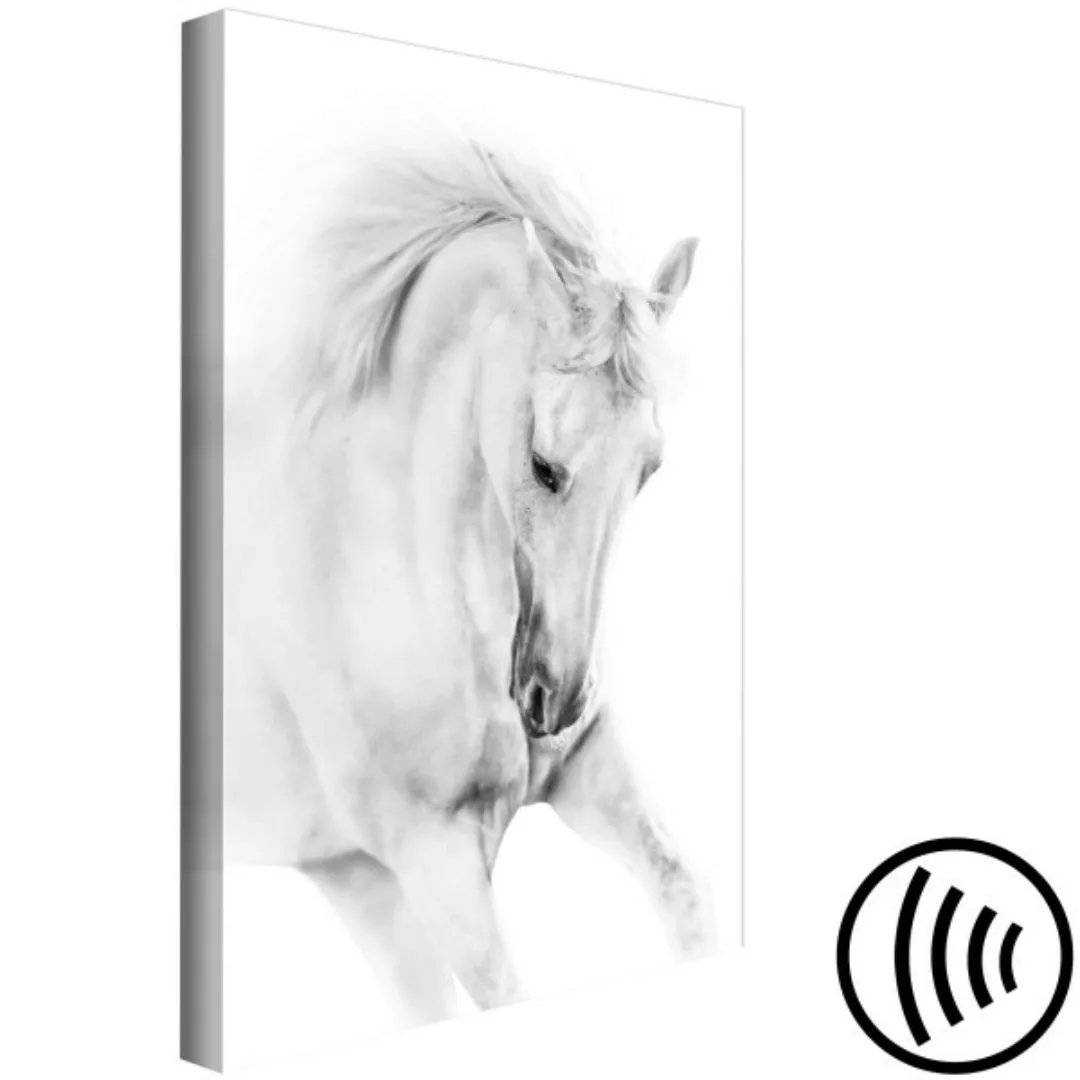 Bild auf Leinwand White Horse (1 Part) Vertical XXL günstig online kaufen