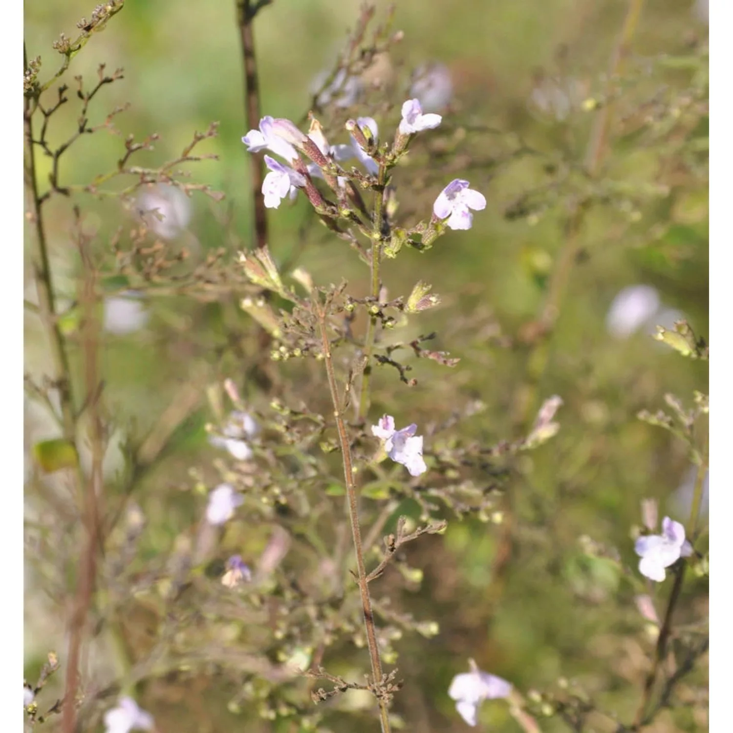 Kleinblättrige Bergminze Weißer Riese - Calamintha nepeta günstig online kaufen