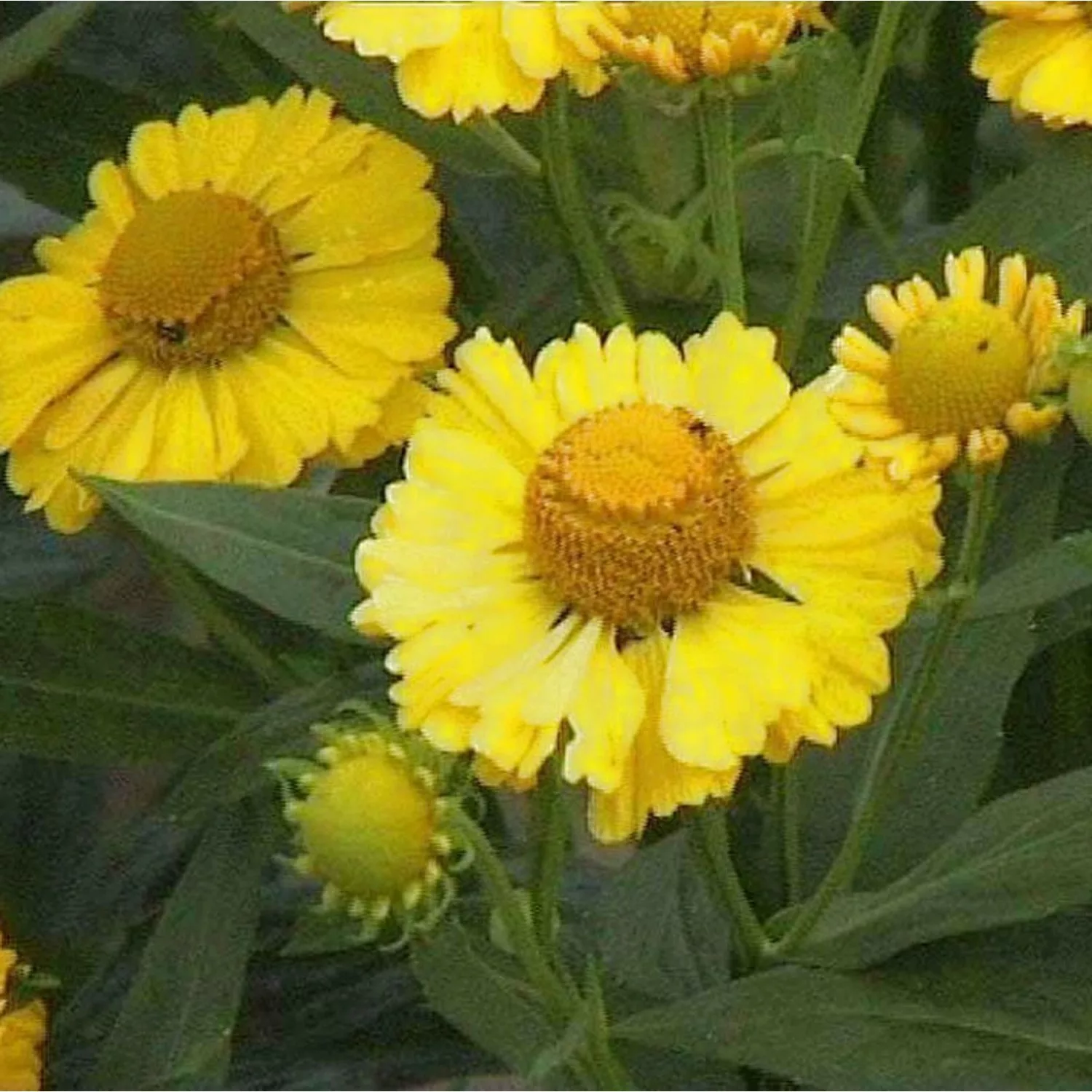 Sonnenbraut Double Trouble - Helenium cultorum günstig online kaufen