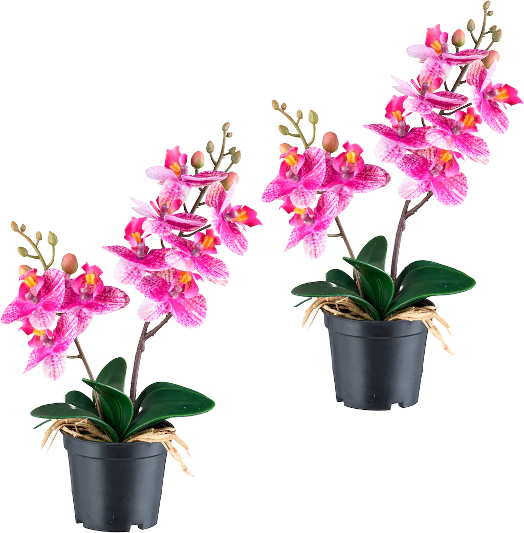 Creativ green Kunstorchidee "Orchidee Phalaenopsis", mit real-touch-Blüten günstig online kaufen