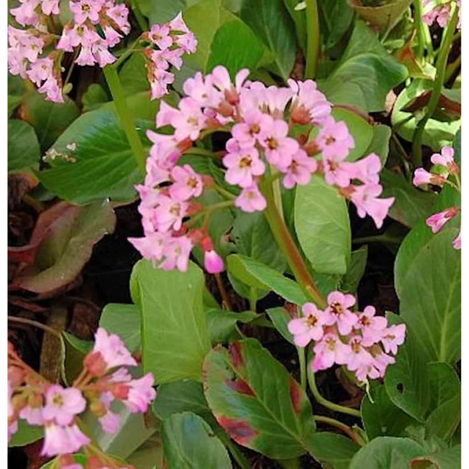 Bergenie Oeschberg - Bergenia cordifolia günstig online kaufen