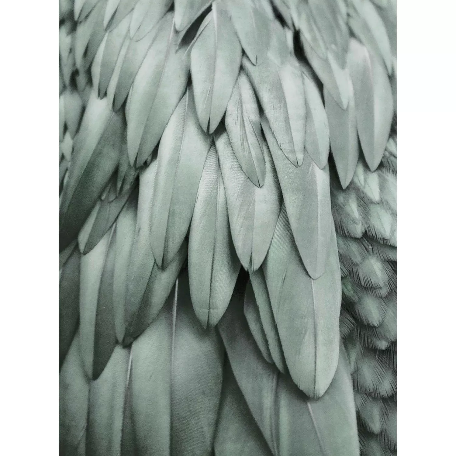Fototapete Federnkleid Grau Gün 2,00 m x 2,70 m FSC® günstig online kaufen