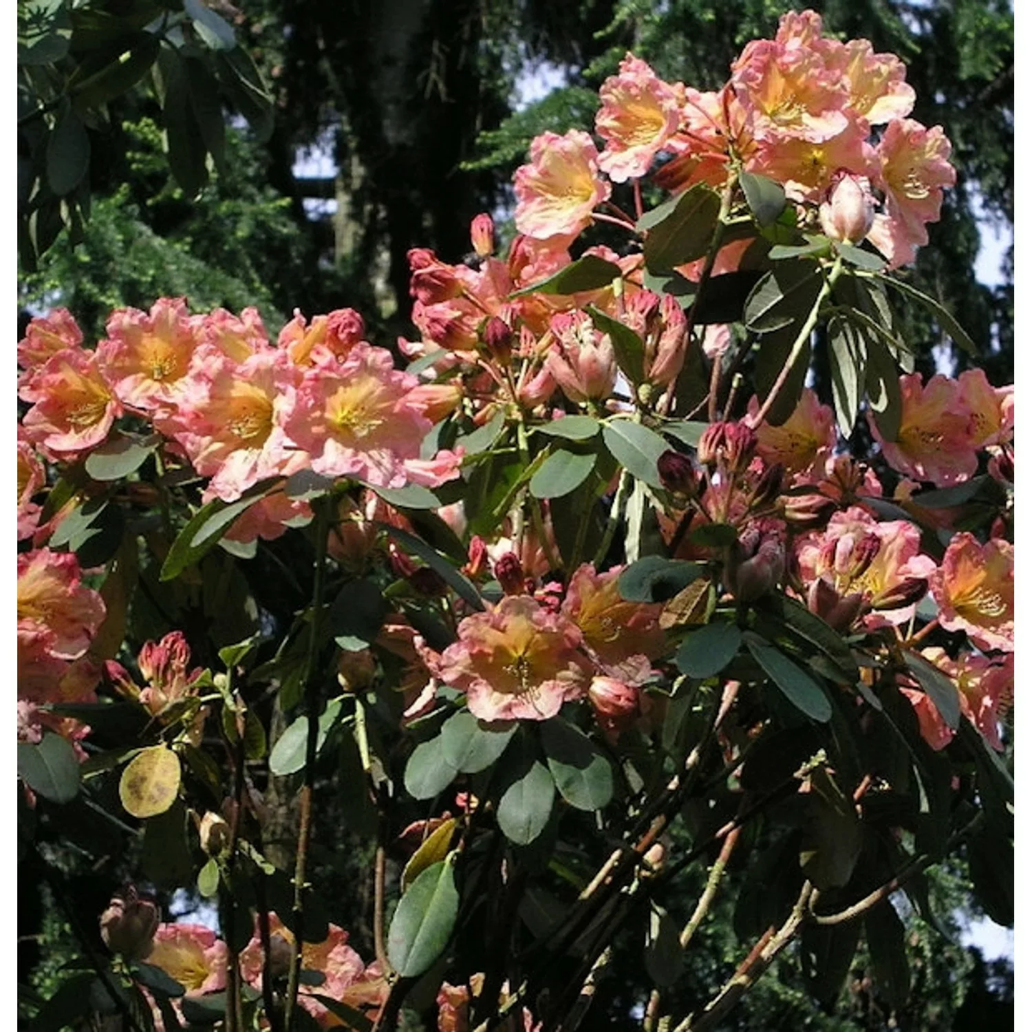 INKARHO - Großblumige Rhododendron Santorina 30-40cm - Alpenrose günstig online kaufen