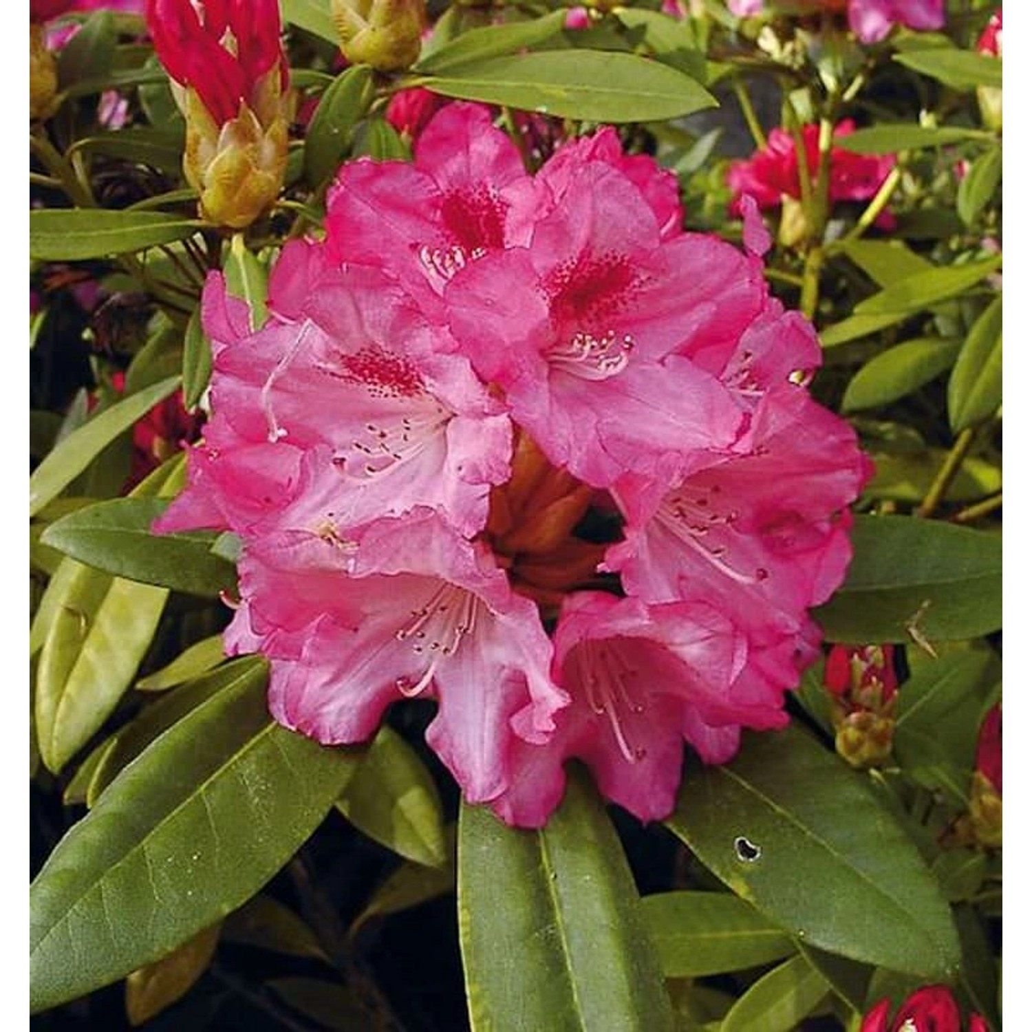 Hochstamm Rhododendron Sneezy 80-100cm - Alpenrose günstig online kaufen