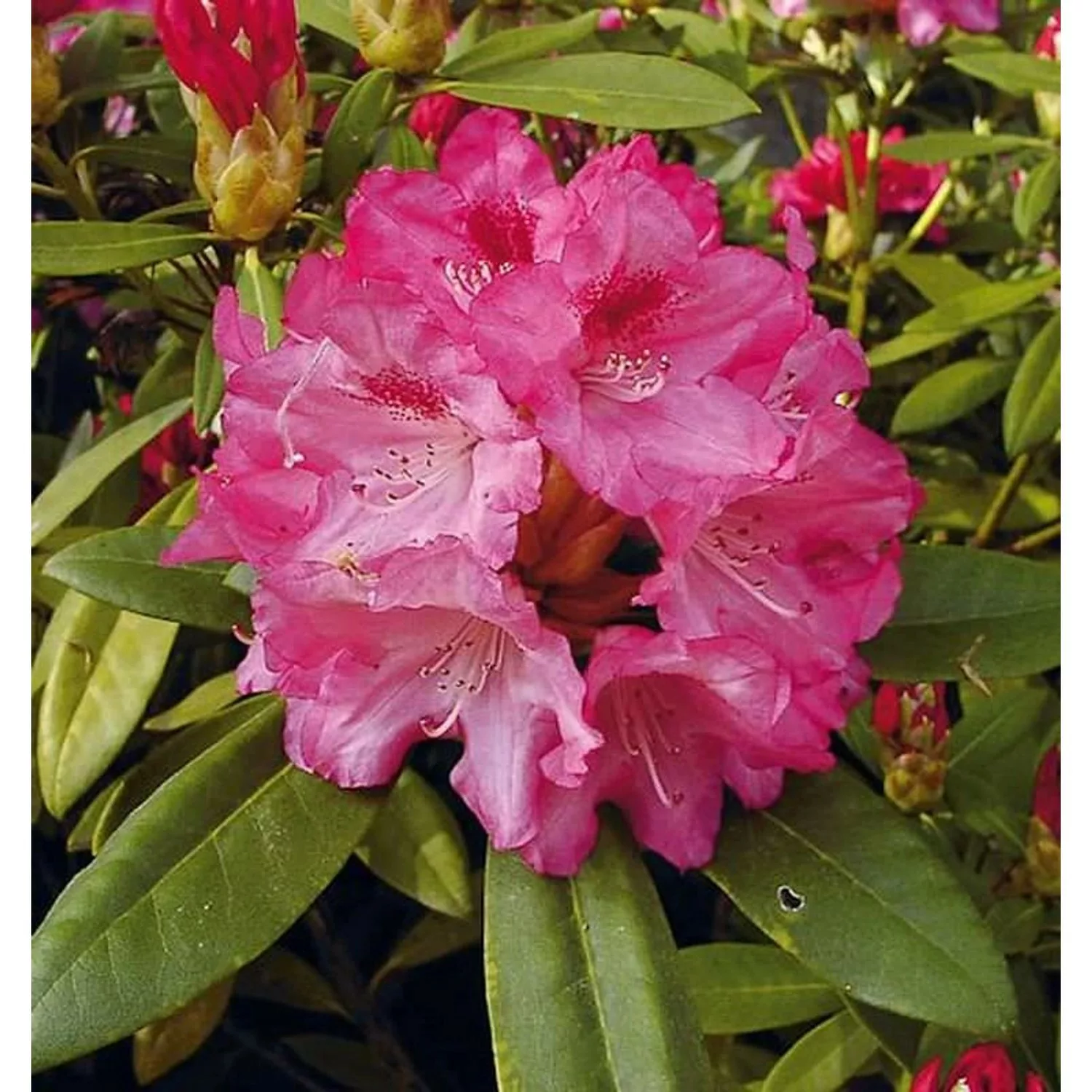 Rhododendron Sneezy 50-60cm - Alpenrose günstig online kaufen