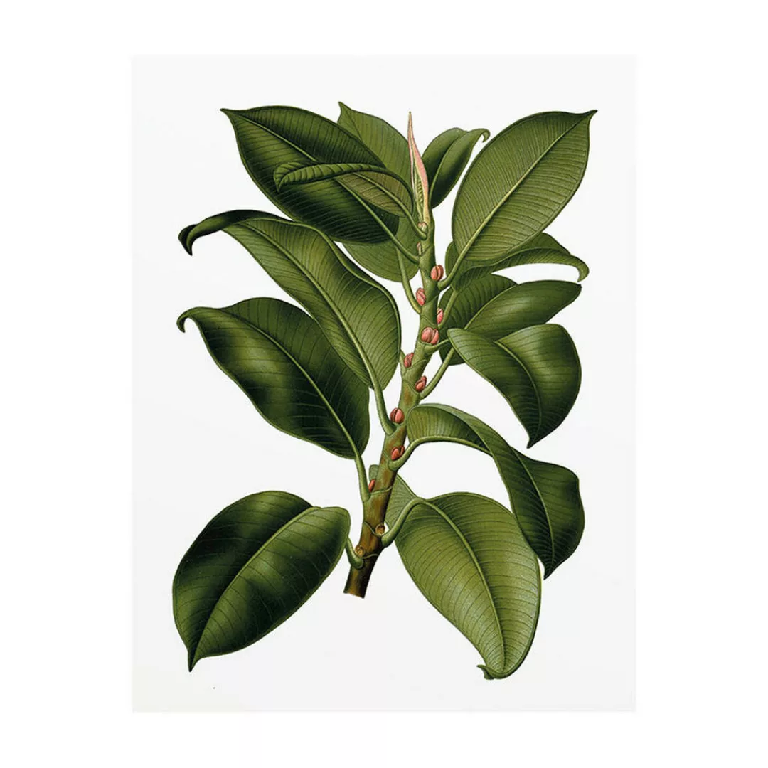 Komar Wandbild Elastica Tree Pflanzen B/L: ca. 40x50 cm günstig online kaufen