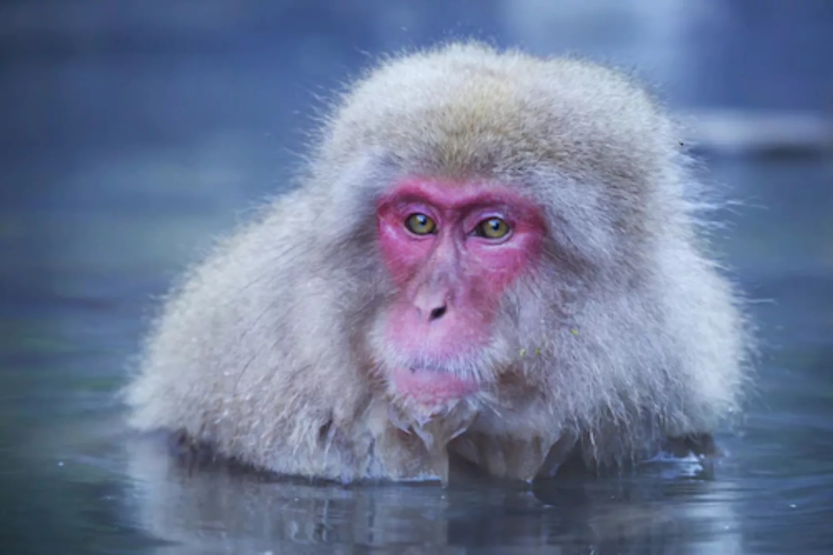 Papermoon Fototapete »Affe im Wasser« günstig online kaufen