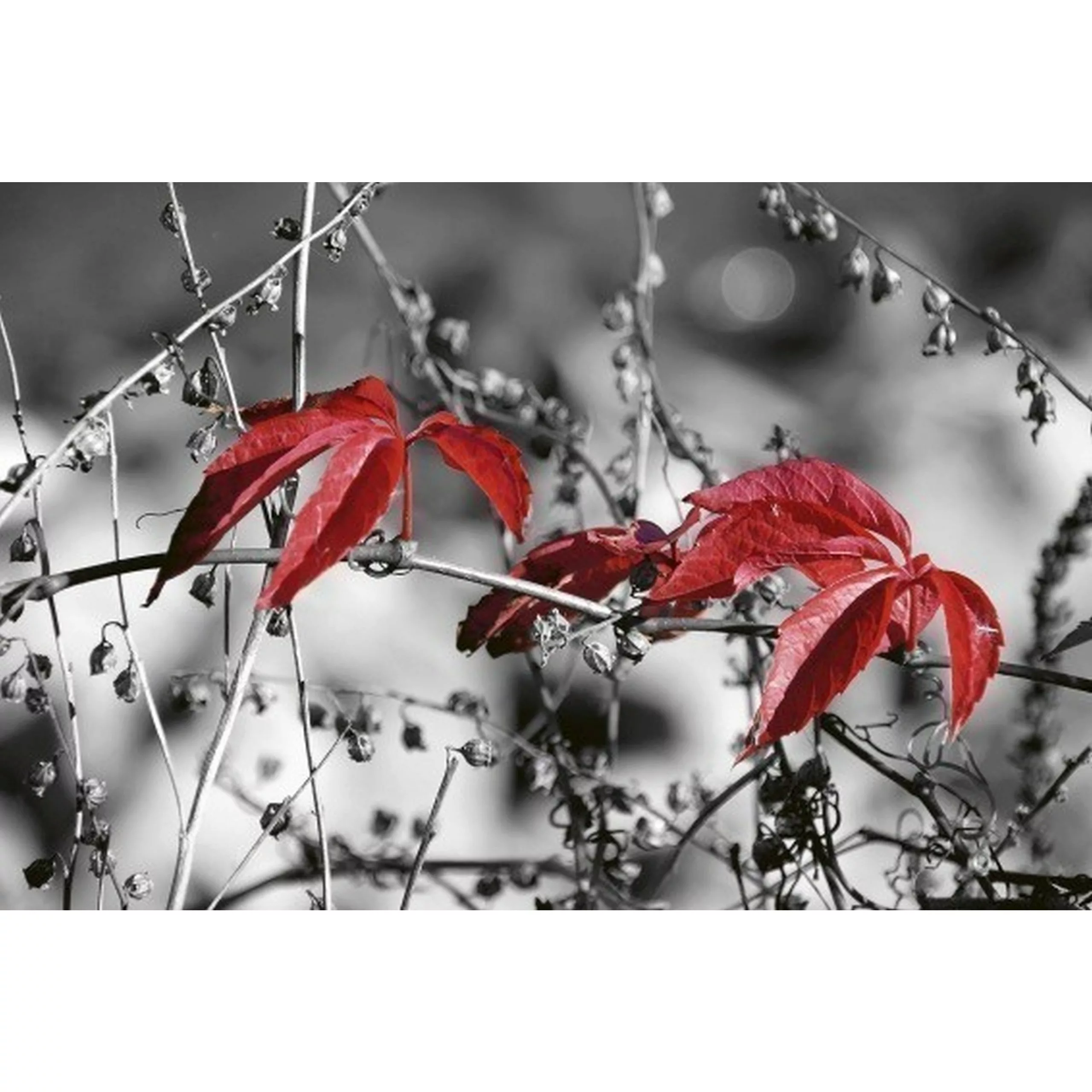 Fototapete RED LEAVES ON BLACK  | MS-5-0110 | Schwarz | Digitaldruck auf Vl günstig online kaufen