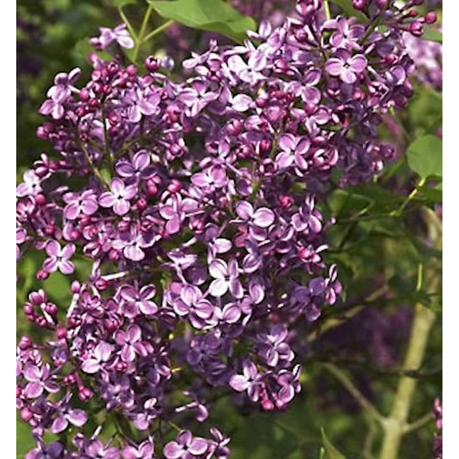 Edelflieder Pocahonthas - Kircher-Collection 40-60cm - Syringa hyacinthiflo günstig online kaufen