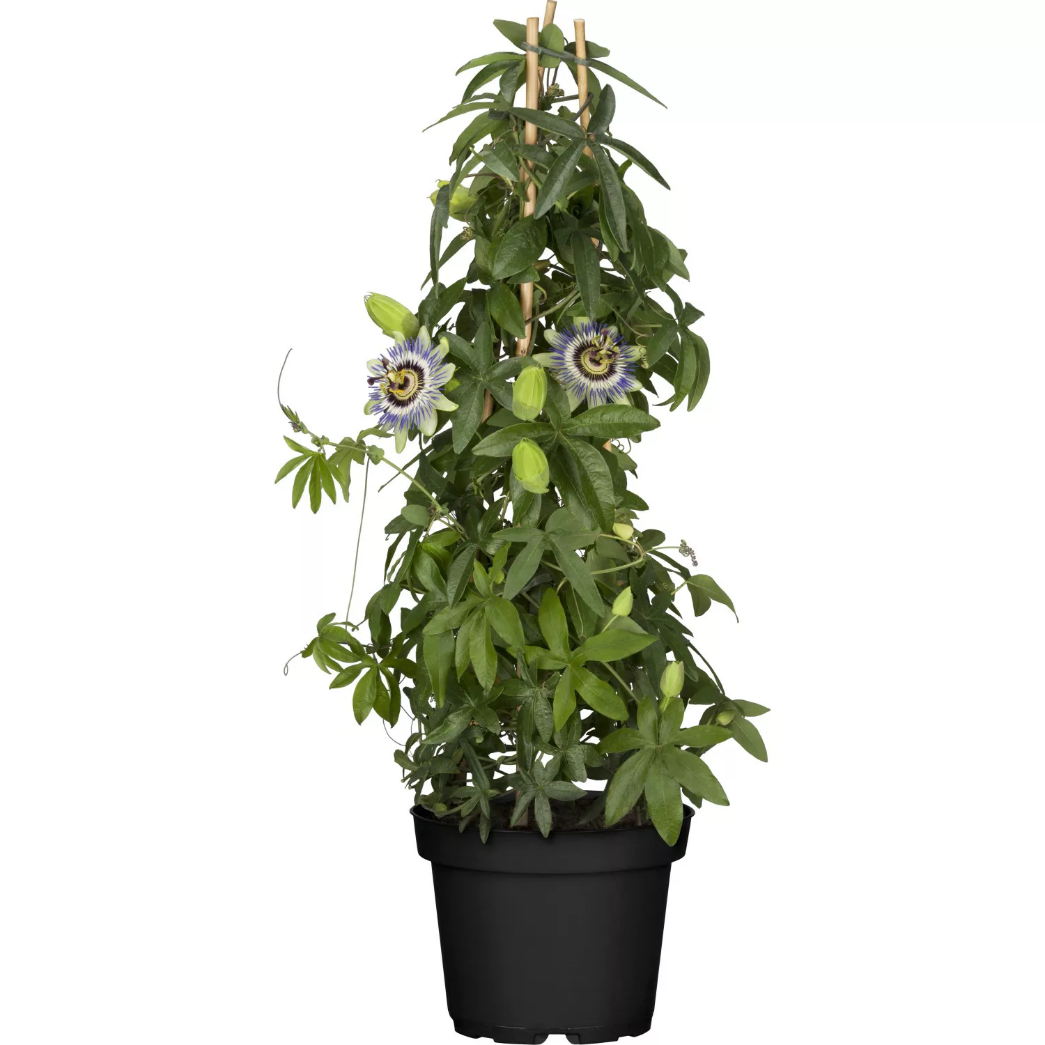 Passionsblume Blau-weiß Höhe ca. 40 - 60 cm Topf-Ø ca. 17 cm Passiflora cae günstig online kaufen