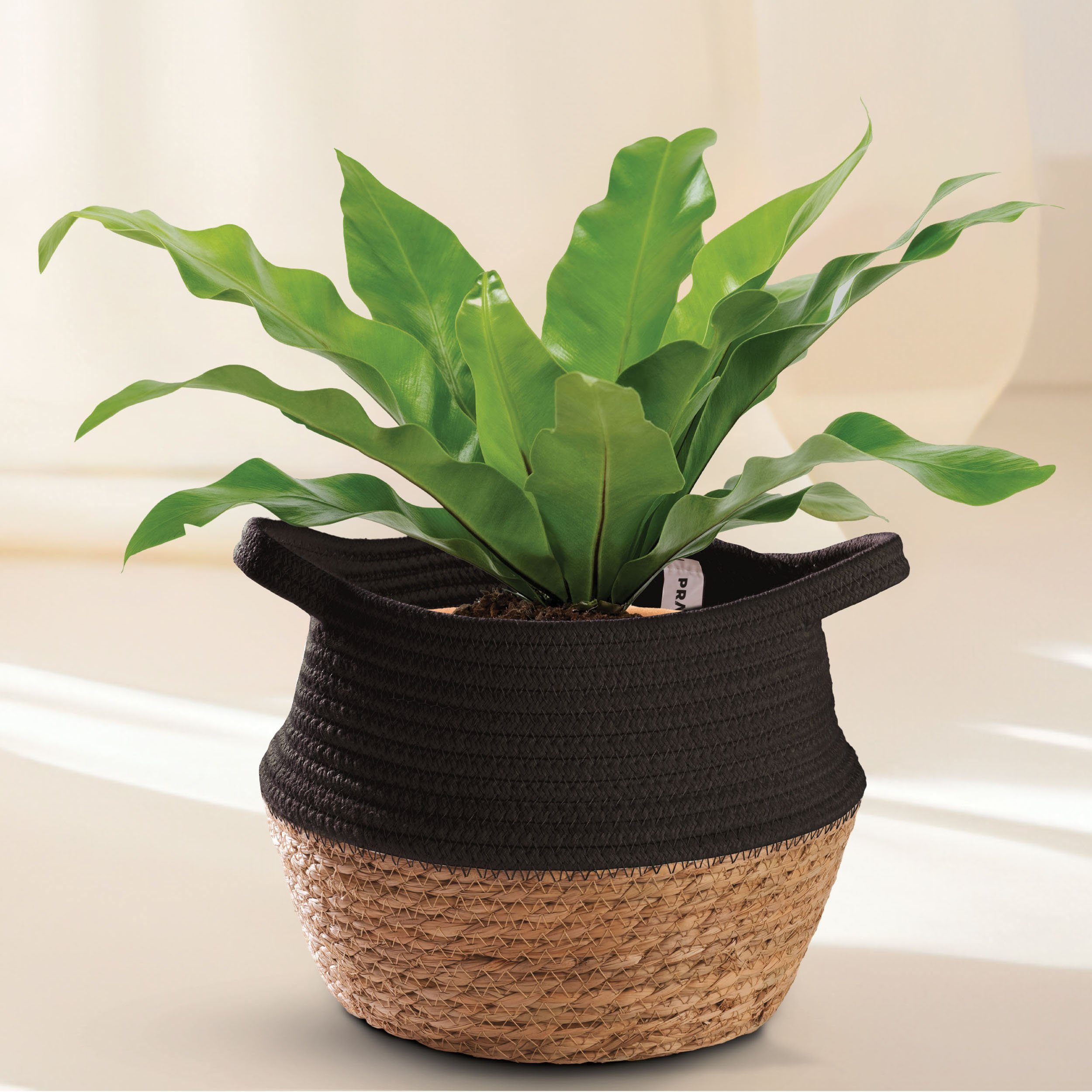 Praknu Aufbewahrungskorb Blumentopf Klein Schwarz S günstig online kaufen