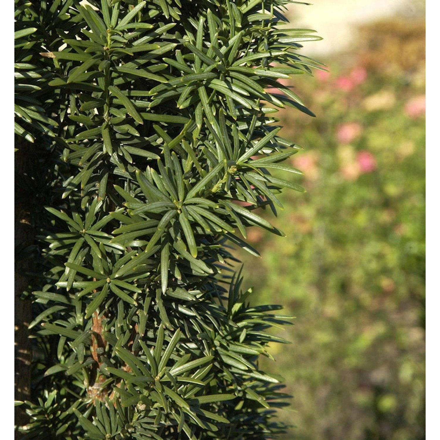 Säuleneibe 25-30cm - Taxus baccata Fastigiata Robusta günstig online kaufen