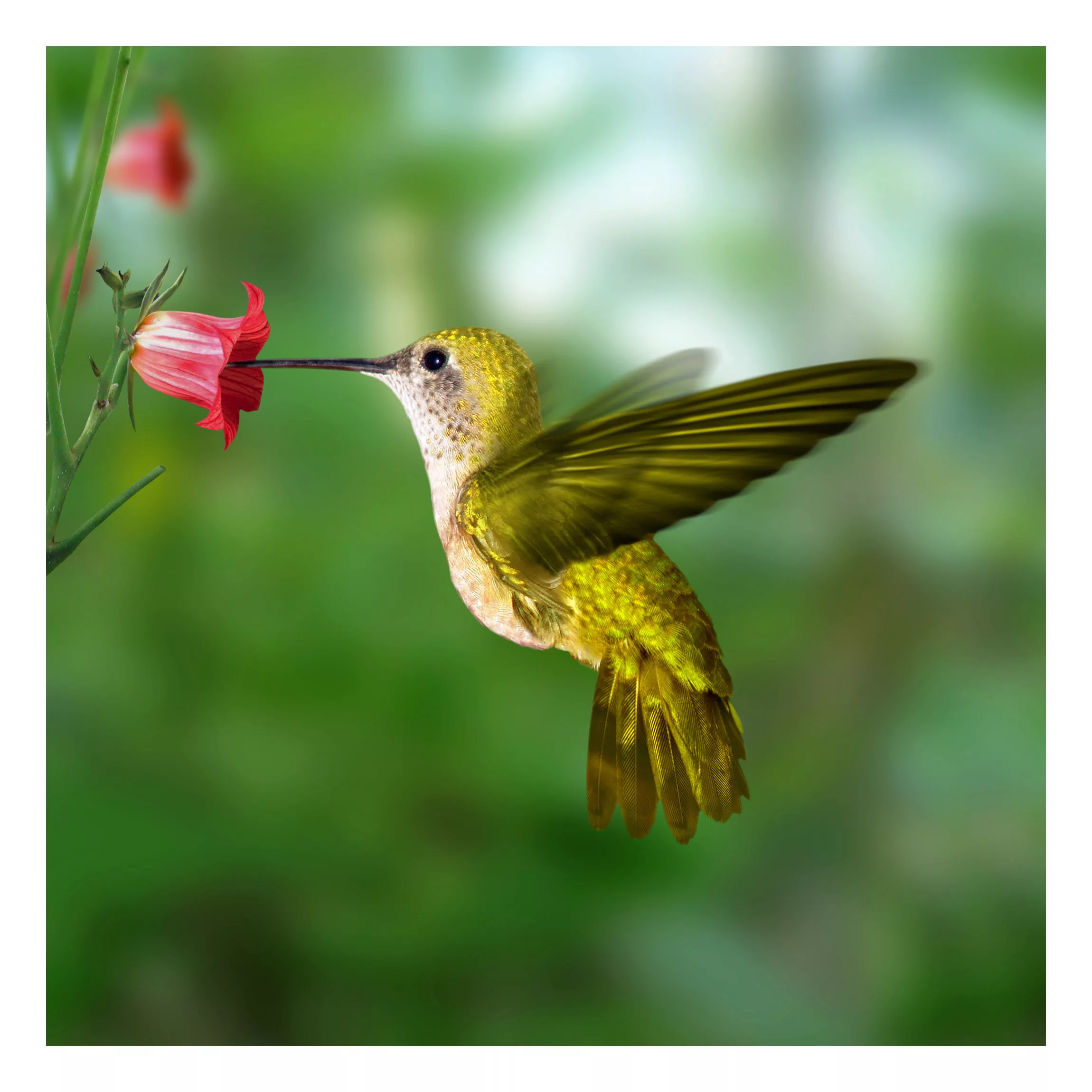 Fensterfolie Kolibri und Blüte günstig online kaufen