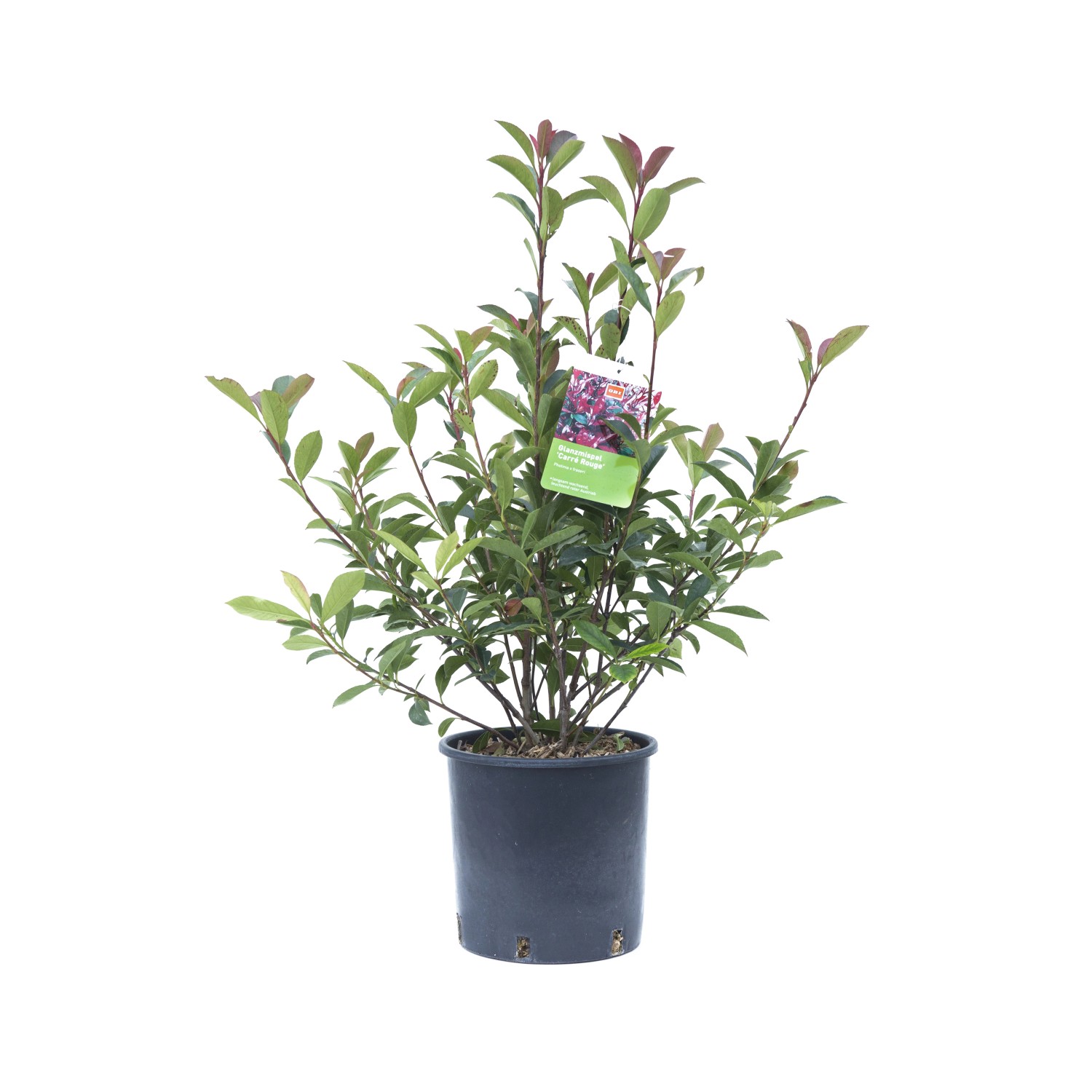 GROW by OBI Glanzmispel Carré Rouge Höhe ca. 30 - 40 cm Topf ca. 5 l Photin günstig online kaufen
