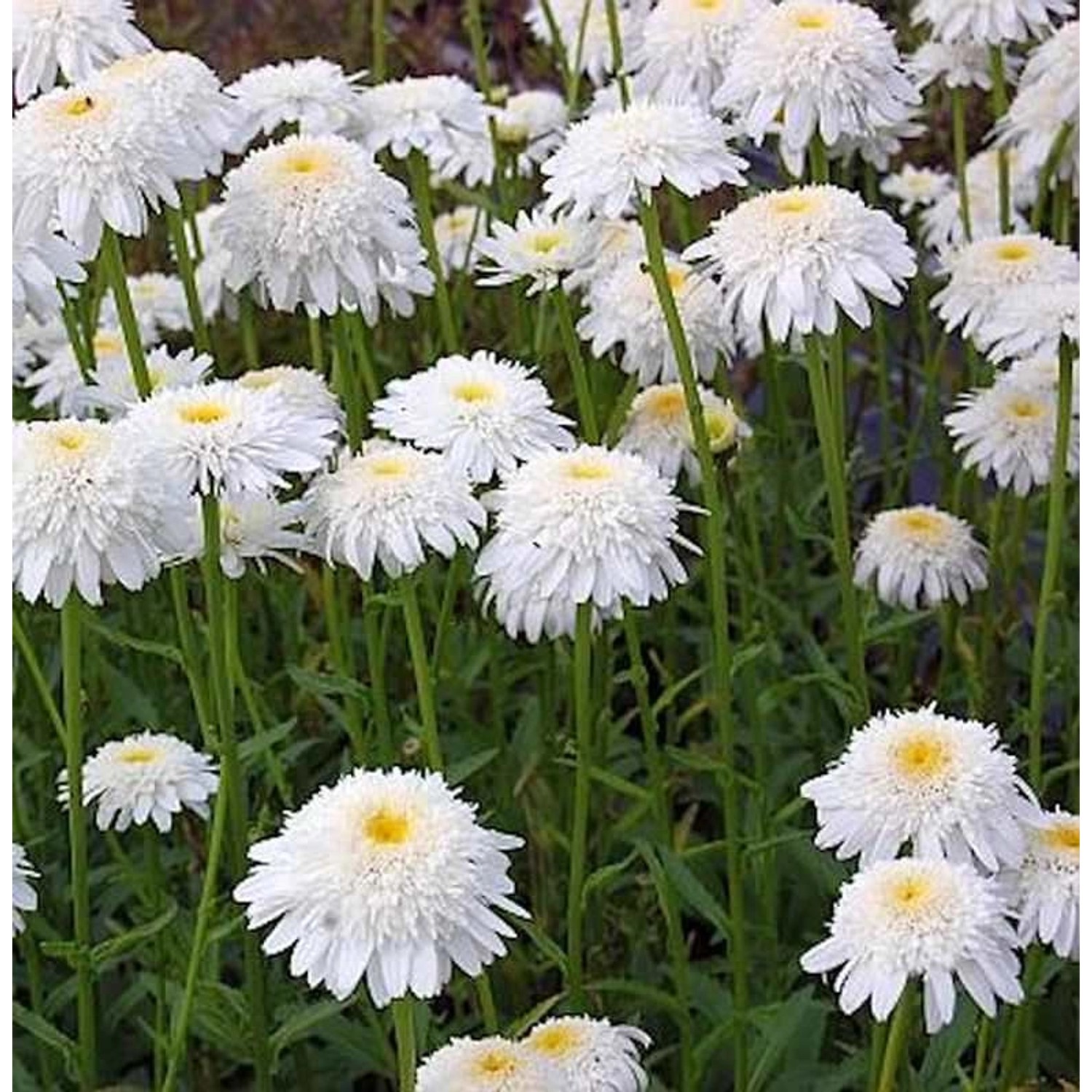 Gartenmargerite Stina - Leucanthemum superbum günstig online kaufen