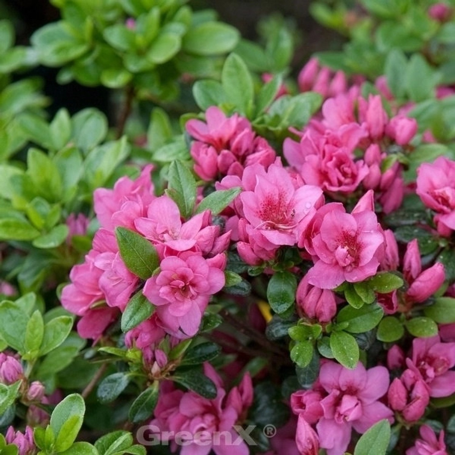 Kriechende Immergrüne Zwerg Azalee Mariko 25-30cm - Rhododendron nakaharai günstig online kaufen