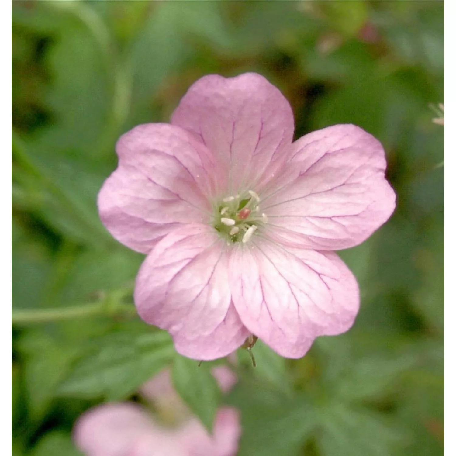 Waldstorchschnabel Bakers Pink - Geranium sylvaticum günstig online kaufen