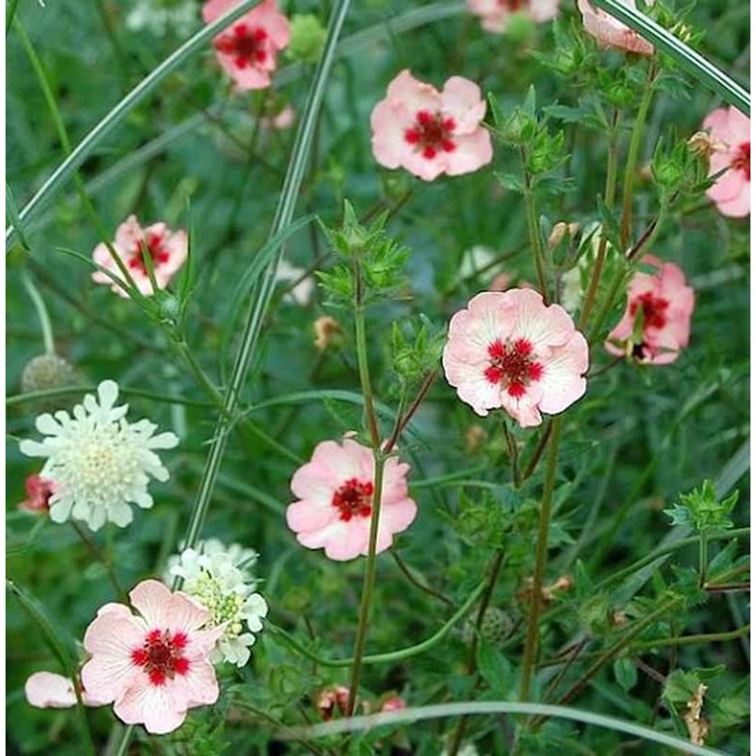 Fingerkraut Hopwoodiana - Potentilla cultorum günstig online kaufen