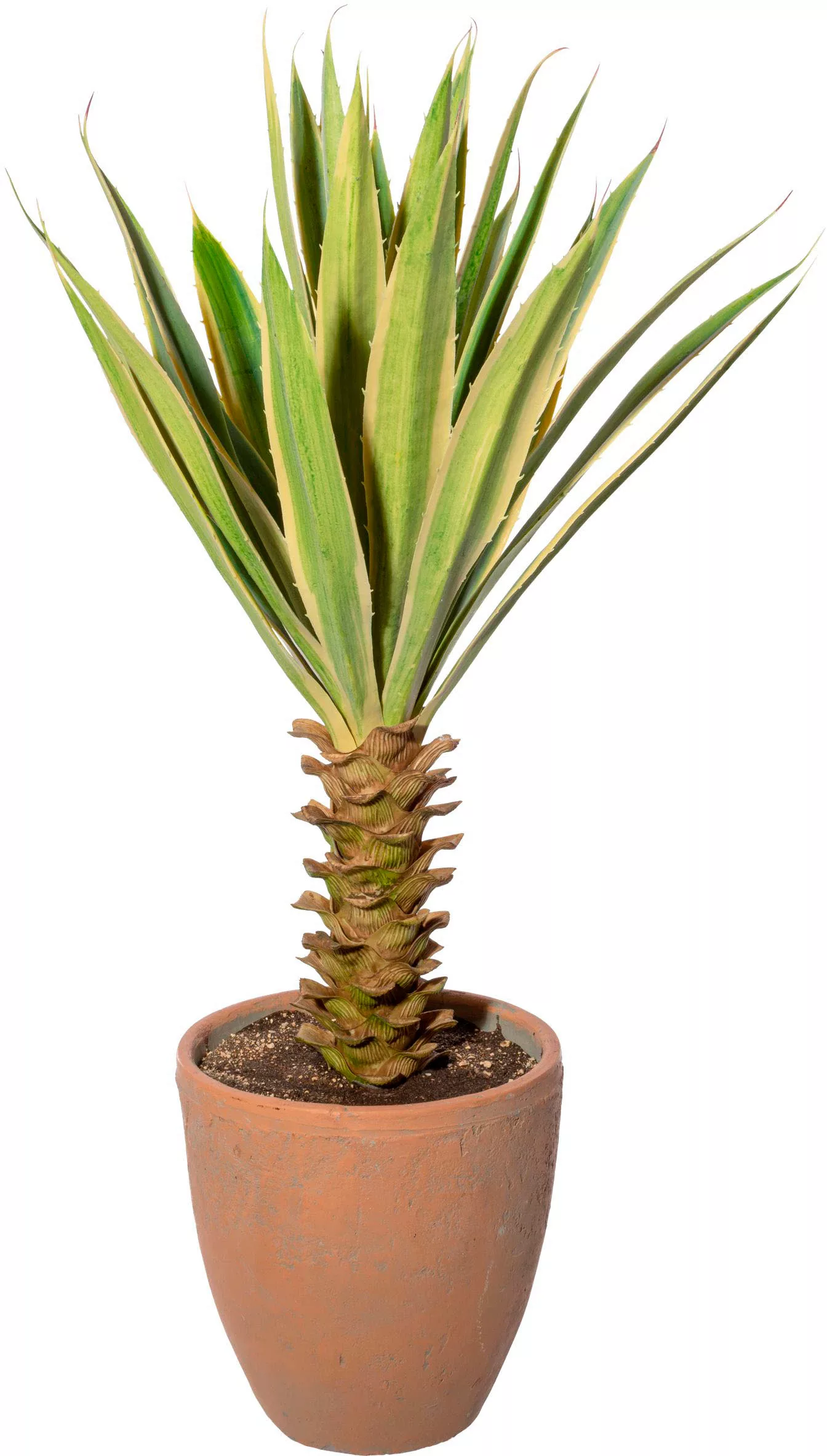 Creativ green Künstliche Zimmerpflanze »Yucca im Terracottatopf« günstig online kaufen