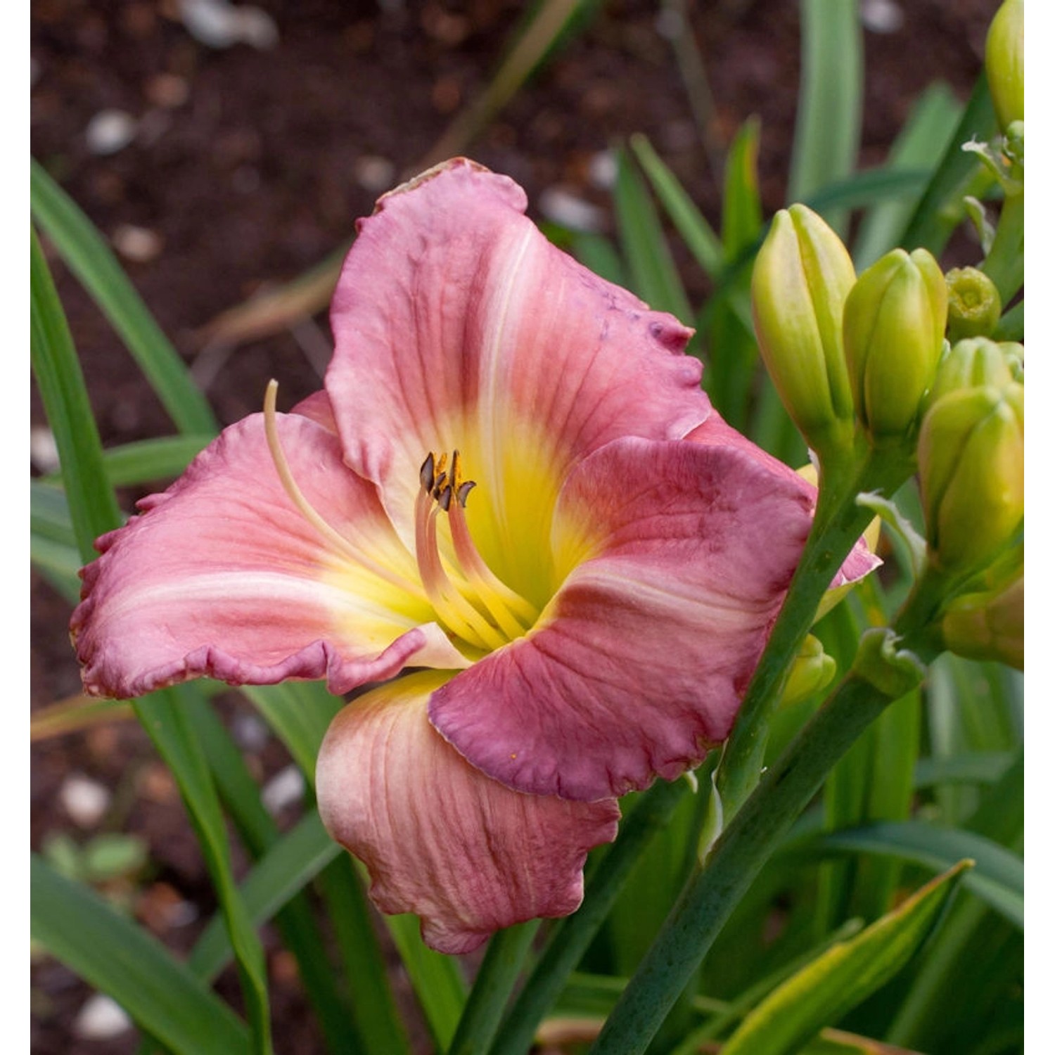 Taglilie Blue Sheen - Hemerocallis günstig online kaufen