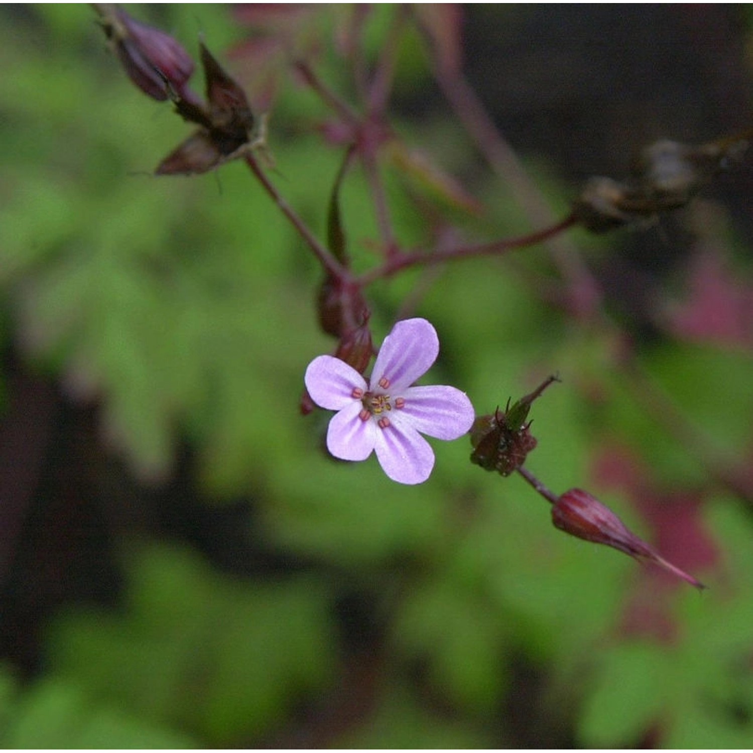 Wildstorchschnabel - Geranium robertianum günstig online kaufen