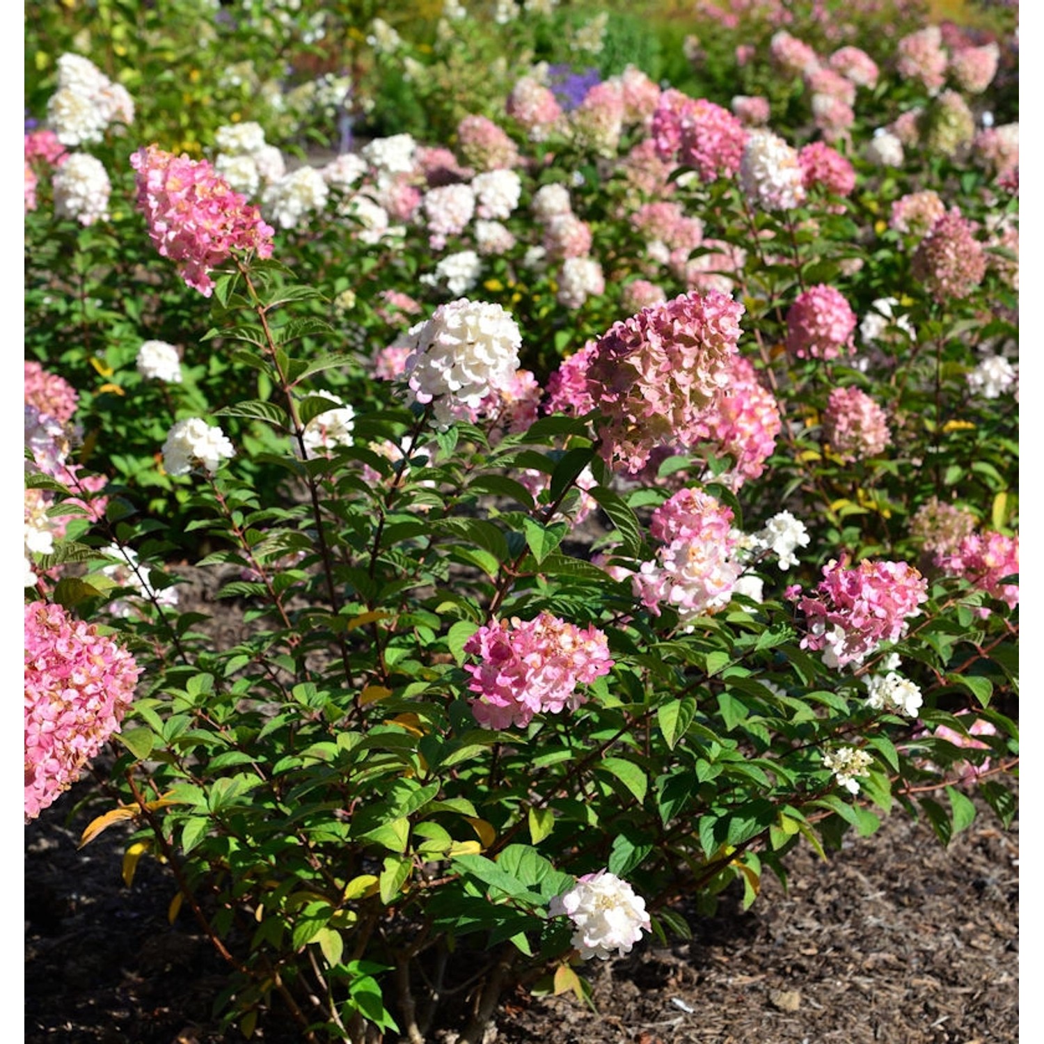 Rispenhortensie Pinky Promise 80-100cm - Hydrangea paniculata günstig online kaufen